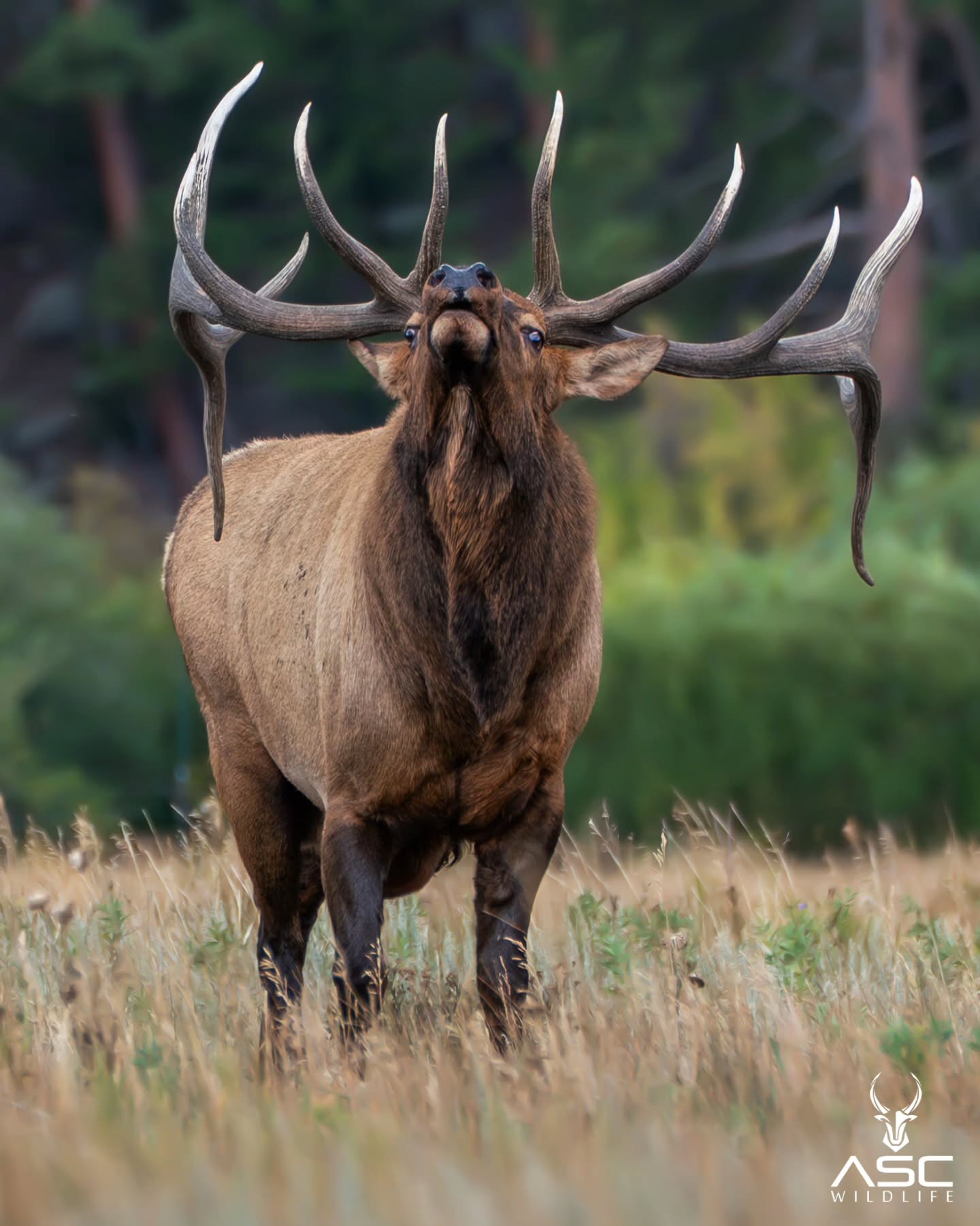 Bull Elk in Rocky Mountain National Park - > swipe for Bugle!....
The best days in the mountains with cloud cover all day and bugles echoing off the valley walls.
Hope everyone had a safe and fun news years eve.
Happy new year! 🎉🎊
Photography by @ascwildlife | Adam S Casbohm
.
.
.
#bullelk #wildlifephotography #elk #rut #rockymountains