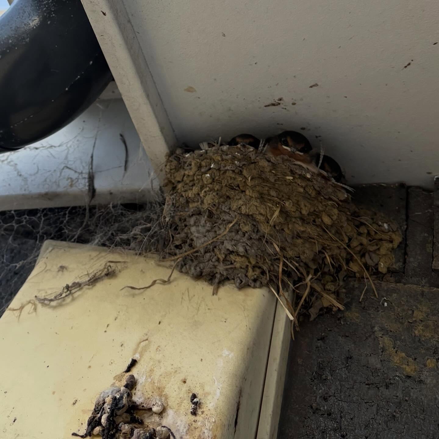 Risking my life and my iphone hanging out the bathroom window to spy on the #familyswallow babies! 4 of them! Jack and Mary (dad and mum) have been so diligent. This is the third family they have raised in this nest on the side of our house. My first thing in the morning is to go and check and it brings me so much joy! I think tomorrow might be the day they fly the coop.