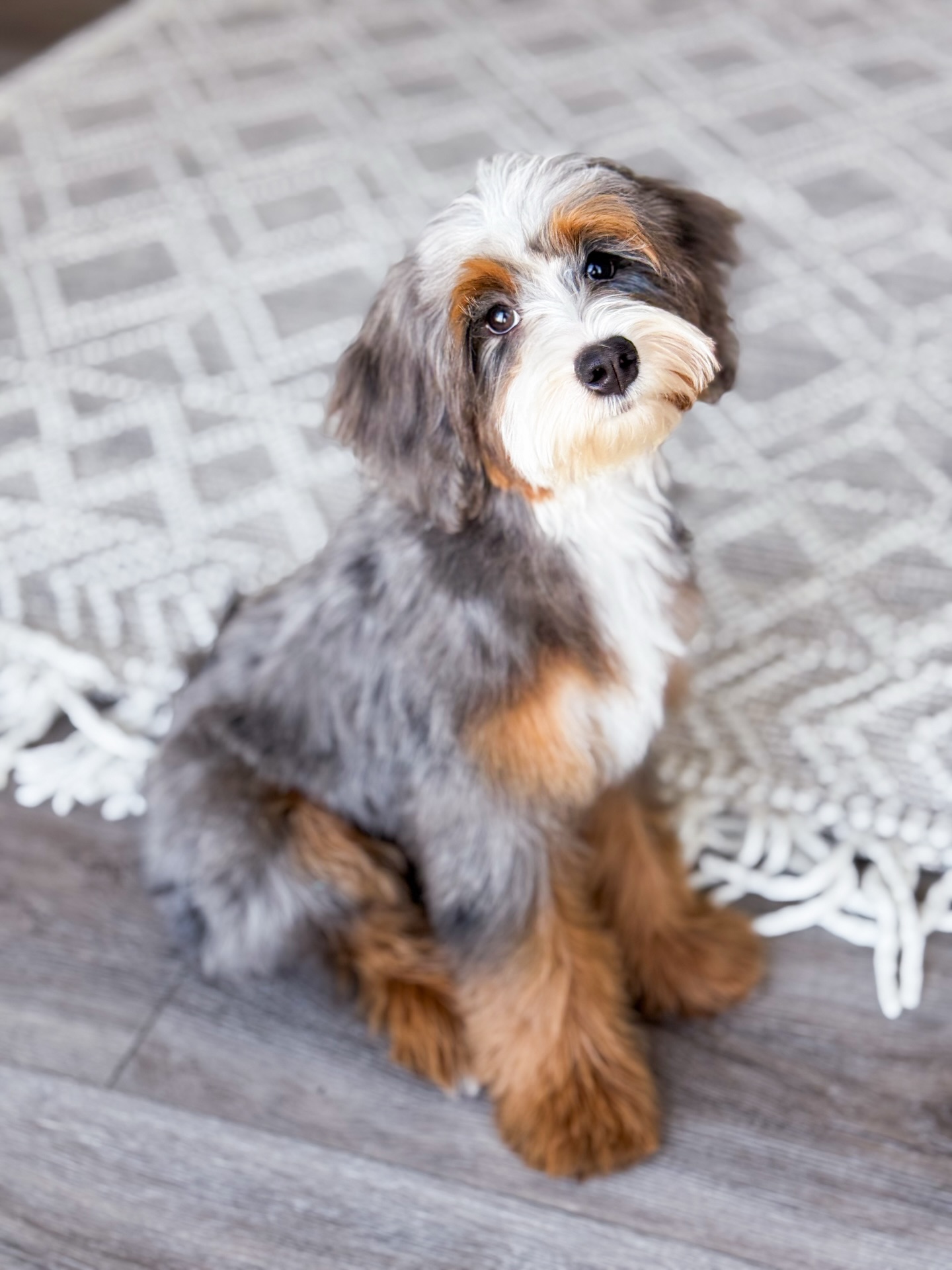 โจ Weโre officially opening our hearts to new ๐๐๐๐๐
๐๐๐ ๐๐๐๐๐ โจ
As we look ahead to 2026, weโre so excited to be welcoming a handful of special puppies into our breeding program and that means weโre currently seeking guardian homes, with placement ranging from immediate opportunities to throughout the coming year.
If youโre new here, a guardian home is a loving family who gets to raise one of our dogs as their own ๐ก๐ while partnering with us for their future breeding career. They live with you full-time, are deeply loved members of your family, and we guide you through everything along the way.
โจ A few important details:
โข Guardian homes must be located within one hour of 52649 (IA)
โข Current puppies entering our program will be mini Bernedoodles, estimated 30โ50 lbs full grown
โข Ideal for families who love dogs, value communication, and want to be part of something really special with Country Lane
Our guardian program is such a meaningful way for us to grow Country Lane while keeping our dogs in family homes and we truly cherish the relationships it creates ๐พ๐พ
If this sounds like it could be a fit for your family, apply through our website or reach out with any questions. Weโre always happy to chat and help you learn more.
Hereโs to the dogs, the families, and the journey ahead ๐คโจ