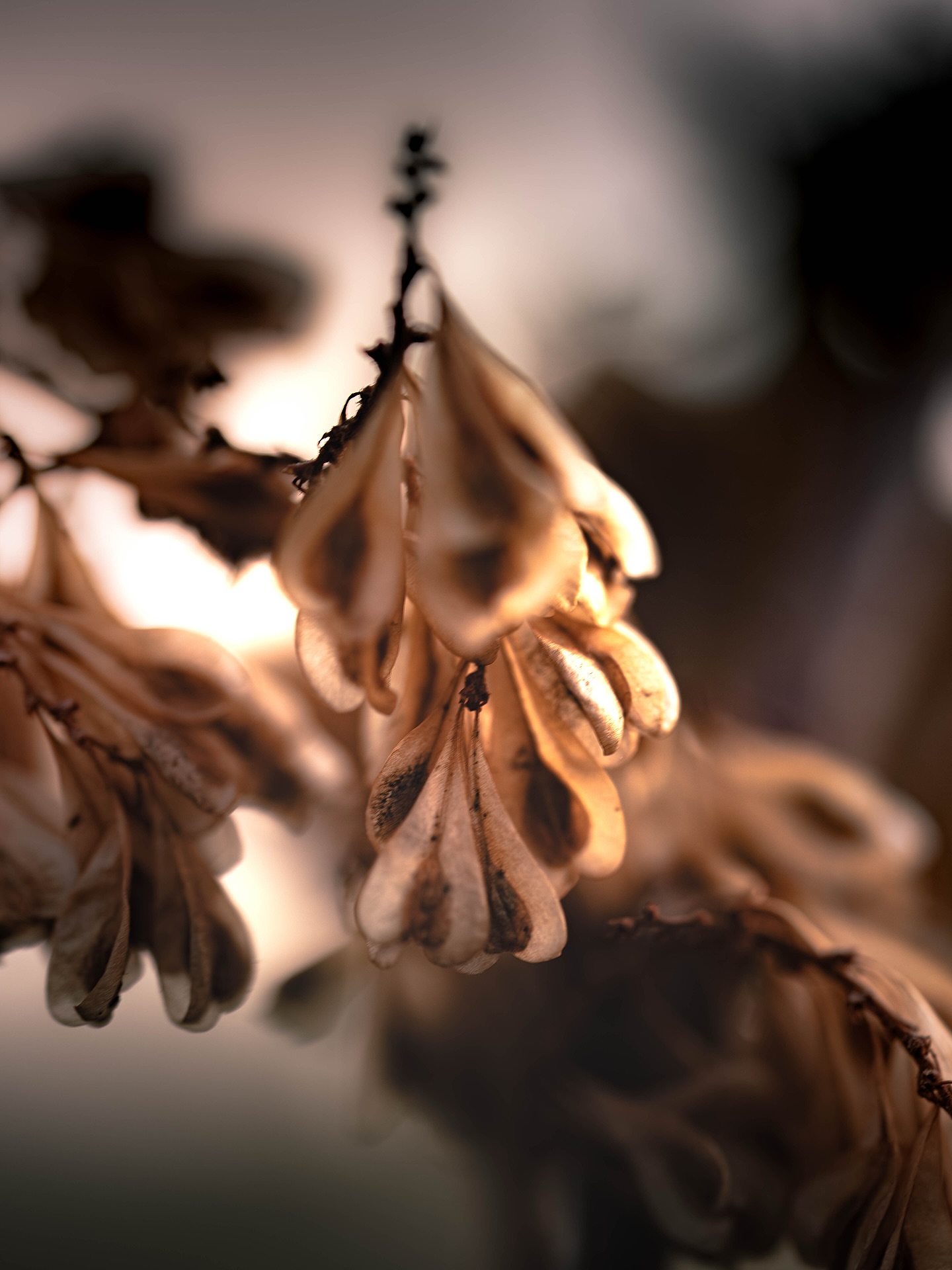 Zwischen Licht, Rost und Natur. ☀️
📷 Sony Alpha a1 II
⚙️ ISO100 - 90mm - f3.2/f8/f2.8 - 1/60s
#sonyalphadeutschland #loupedeck #naturephotography #photographer #nature