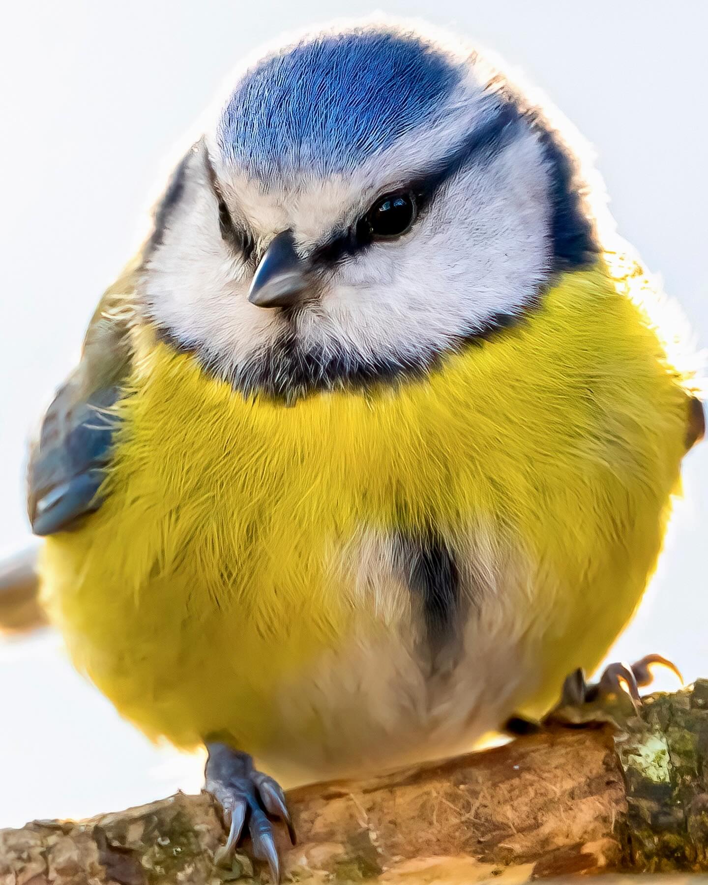 Blaumeisen sind sehr lebhaft. Ständig in Bewegung hangeln sie oftmals kopfunter selbst an dünnen Zweigen. In der Nähe ihrer Nisthöhle sind sie sehr wachsam und warnen mit einem kräftigen „tscherrretetet“. Ihr Gesang ist sehr abwechslungsreich. Meist beginnt er mit einem hohen „tii-tii“ und endet mit einem hübschen Triller. Bettelrufe der Jungvögel machen schon im Mai auf ihre Nisthöhle aufmerksam. Nach dem Ausfliegen hält der Familienverband noch etwa zwei Wochen zusammen. Bei acht bis zehn Jungvögeln einer Brut sind sie im Garten dann weder zu übersehen noch zu überhören.
#bluethroat #gorgebleue #modrasek #blåhake #blåhals sinikurkku pettazzurro blauwborst blåstrupe podróżnik gargantaazul modráska modrogrlec pechiazul kéktorkát
