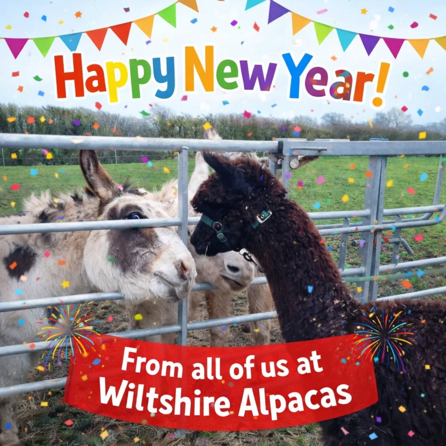 Happy New Year! 🎉 Here’s to more smiles, memories, and alpaca cuddles in the year ahead 🦙