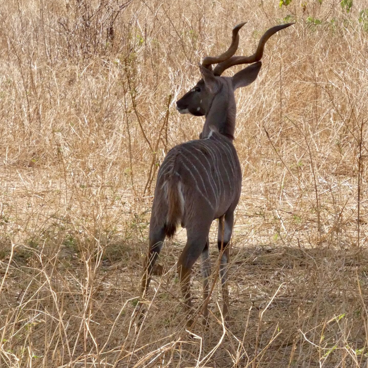 Silent elegance in the dry grasslands — every stripe, every step, a reminder that beauty in the wild doesn’t ask to be noticed… it simply exists. - The Great Kudu
www.planetgogoadventure.com
#travel #travelphotography #photography #nature #love #travelgram #instagood #photooftheday #adventure #instagram #picoftheday #wanderlust #explore #travelblogger #vacation #instatravel #beautiful #naturephotography #photo #summer #trip #landscape #traveling #travelling #beach #holiday #like #happyhappyhappy