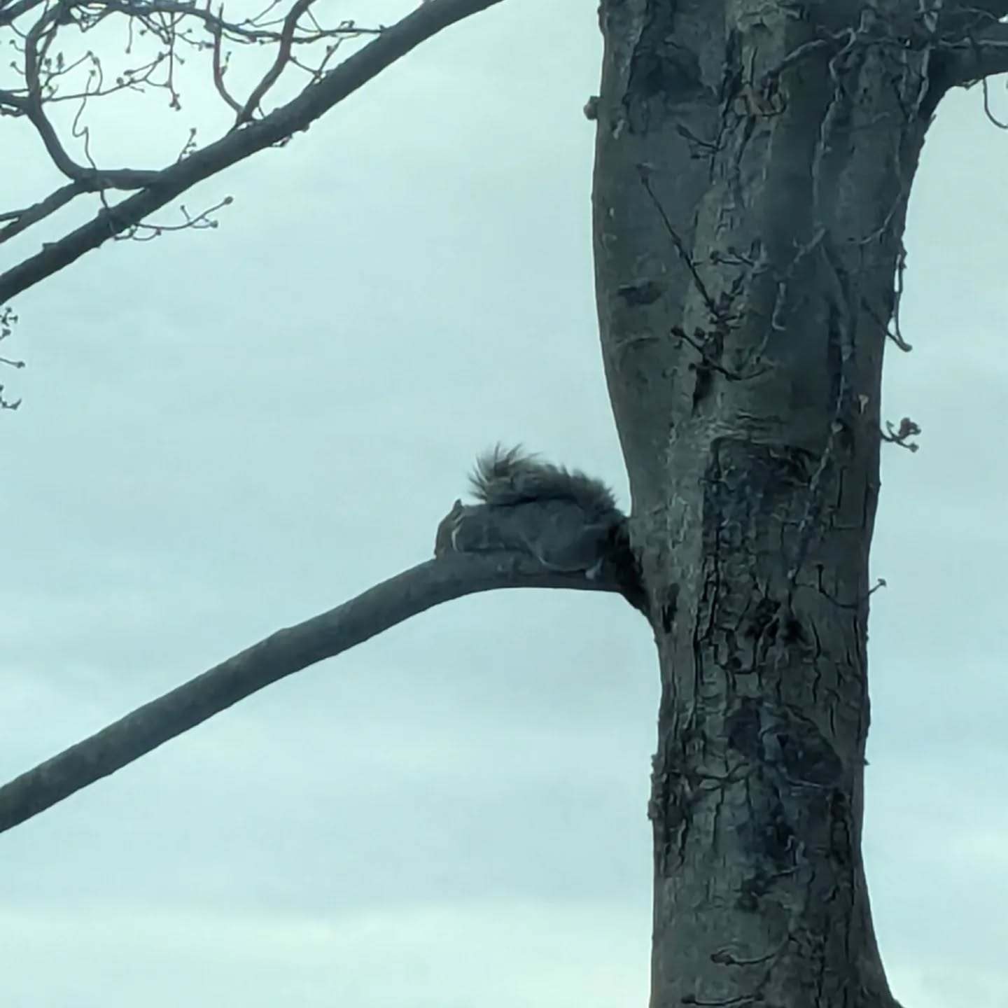 Just a squirrel taking a rest before getting back to squirrel business. A good reminder that we all can take a pause when needed. #mindfulmonday #natureknowsbest