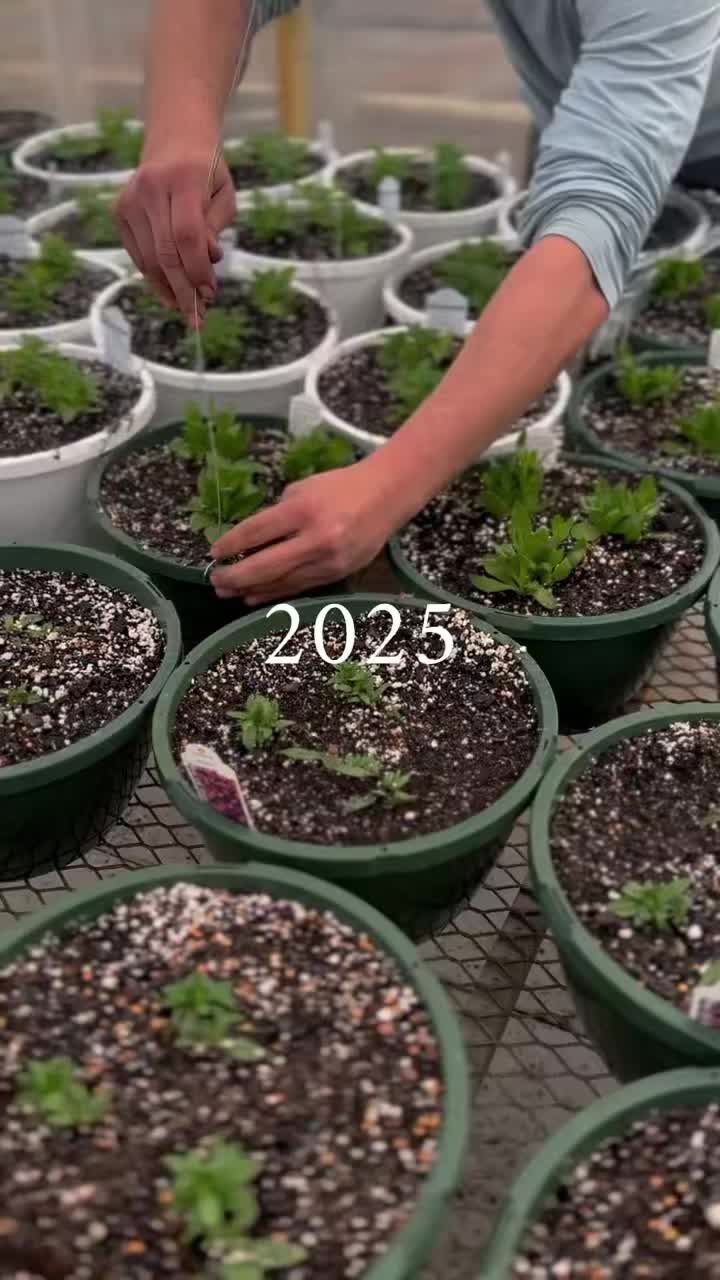 As we look back on 2025, our hearts are full. This year was shaped by early mornings in the greenhouse, muddy boots in spring, long summer evenings, and crisp fall days shared with neighbors and friends. Being a family-owned garden center means we don’t just grow plant; we grow relationships, rooted in care, patience, and tradition.
Thank you for choosing to shop small, grow local, and let us be part of your seasons. Your support keeps this place rooted and growing. We’re grateful for every visit, every conversation, and every year we get to do this work together. Here’s to resting now, dreaming through winter, and all the growing still to come in 2026!
#greenhouselife #greenhousegardening #greenhouse #hangingbasketsofinstagram #gardencenters #gardencenterlife #gardencenter #stcharlesillinois #genevaillinois #bataviaillinois #sugargroveil #oswegoil #stcharlesil #auroraillinois #genevail #oswegoillinois #bataviail #sugargroveillinois #aurorail #hangingbaskets