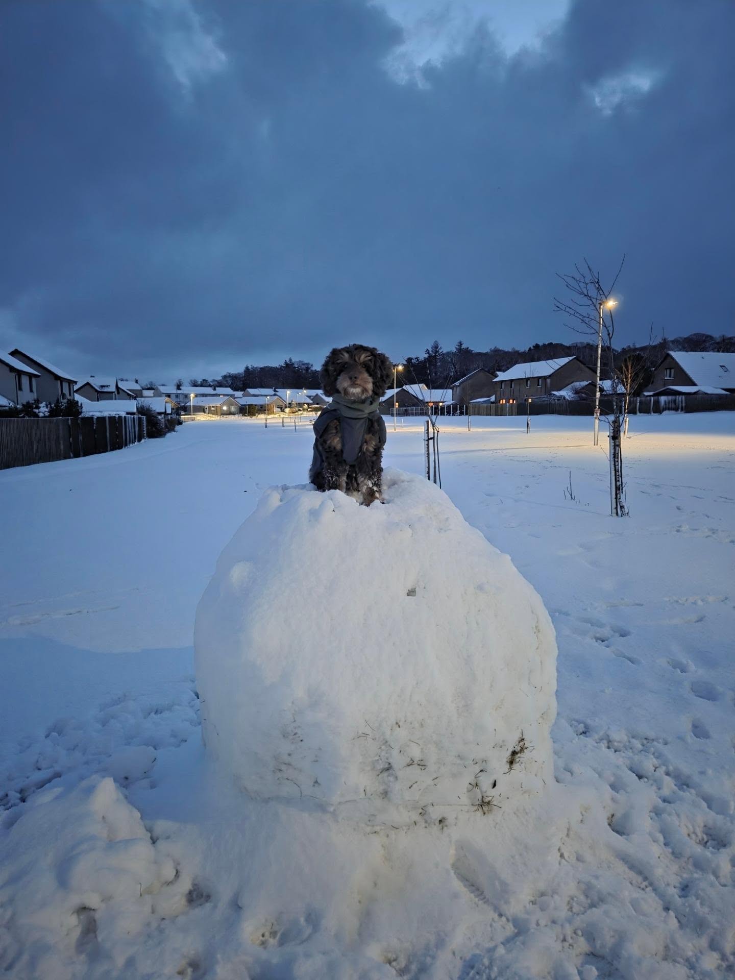 We have had some decent snow overnight, more than I can remember having for a while. It made for a very pretty morning walk with no one around and fresh snow to make yellow π
Last few days of holiday break before work will be back and forth of cold and wet playful walks then cosy warm indoor cuddles.
#cockapoo #dogwalks #snowwalk #snowday #snowball