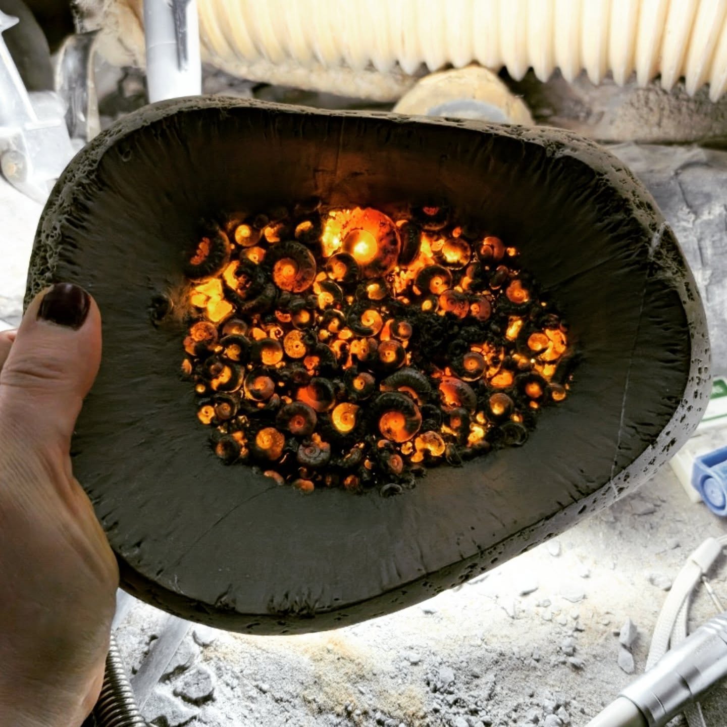 Sending best wishes to you all for the new year!
Here are some fossils I prepared this year which I have not yet posted on here. All from the beaches of Charmouth and Lyme Regis on the Jurassic coast. Showing a bit of the life which was swimming about in the sea 190 - 200 million years ago :)
2025 has been a bit of a challenging year for me. Not as much beach and fossil prep as I'd have liked!
Looking forward to getting back to it with a much better 2026 :)
#ammonite #charmouthbeach #jurassiccoast #fossil #fossilpreparation