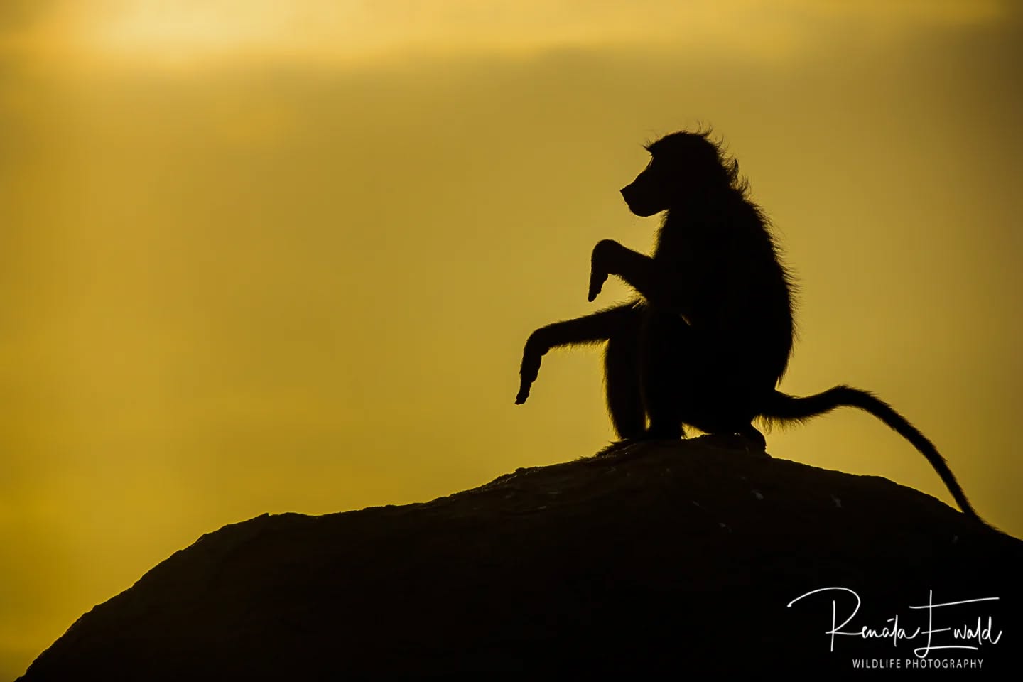 2025 was great, but this baboon is ready and patiently waiting for 2026!
#kedibonesafarifamily #baboon #oldyear #2025 #safari