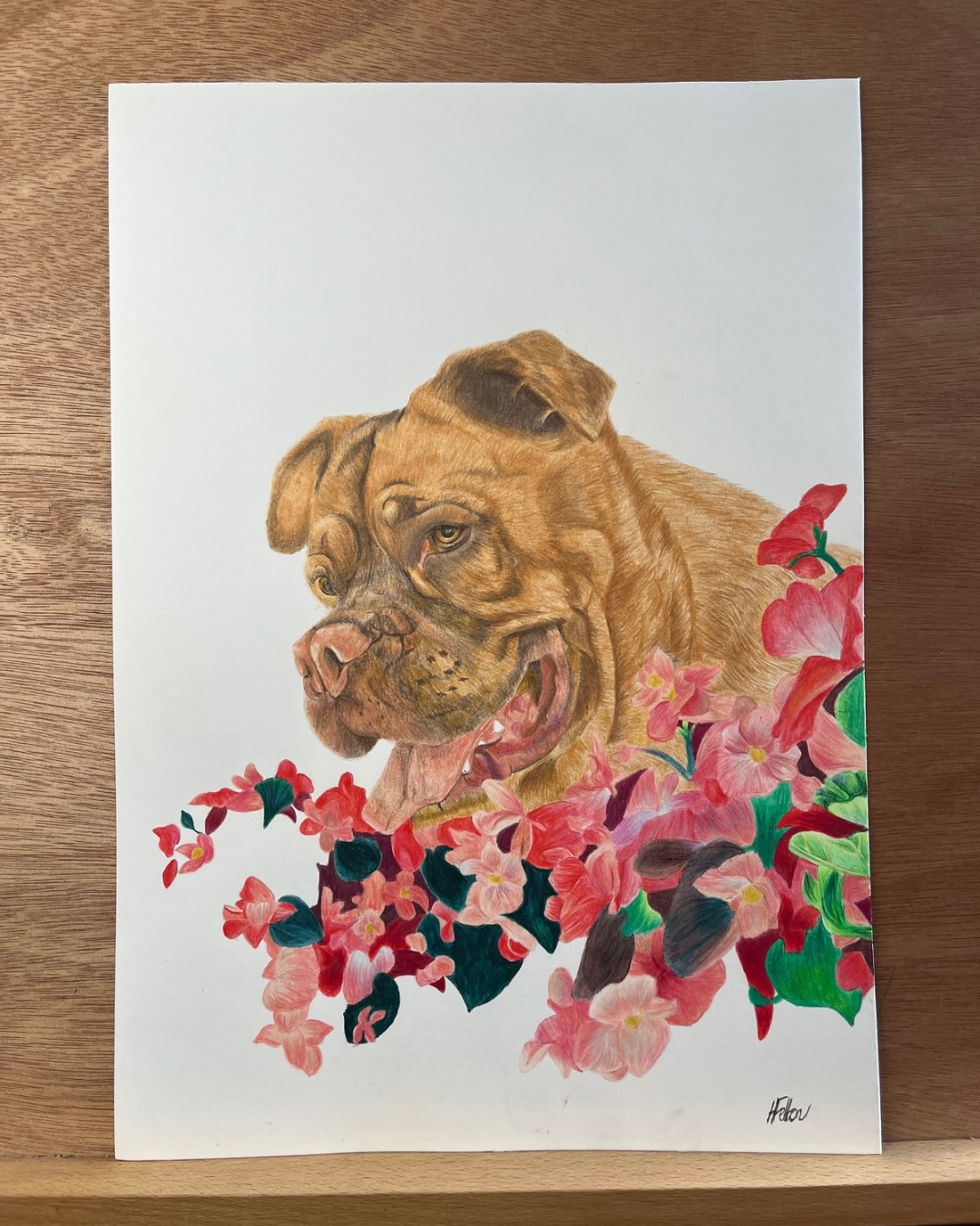 Here is one of the pet portraits I created this year for Christmas! This is a commission of the lovely Peggy. I’ve loved working on this gorgeous dog with the colourful flowers framing her face 🤩
#petportrait #christmascommission #artcommission #art #commission #colouredpencil #pawtrait
