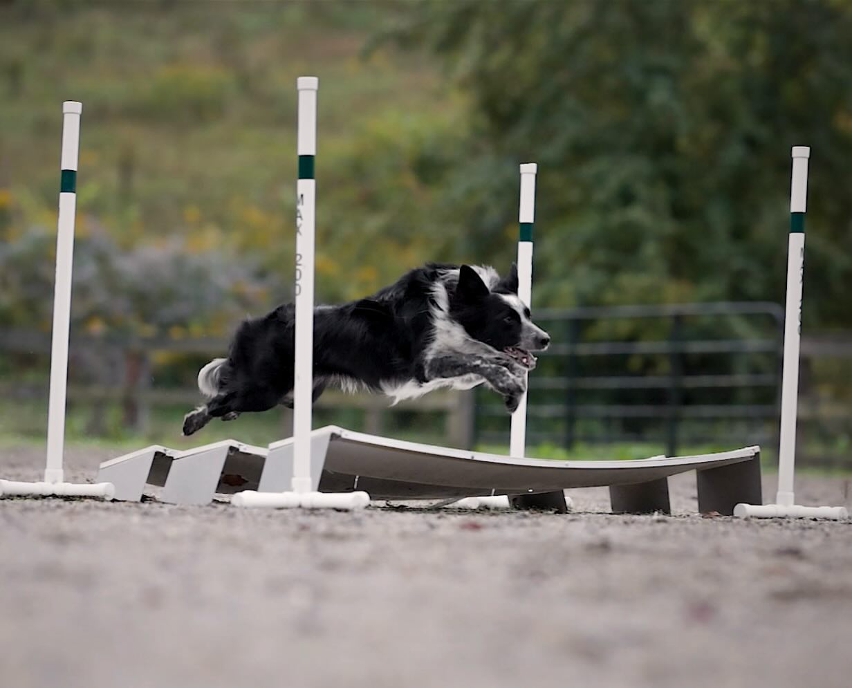 Drop-in AGILITY class tomorrow 12/29 from 2:30-3:30pm! $25/team. Beginner level, short sequences and obstacle performance. Message me if you’d like to attend as space is limited.