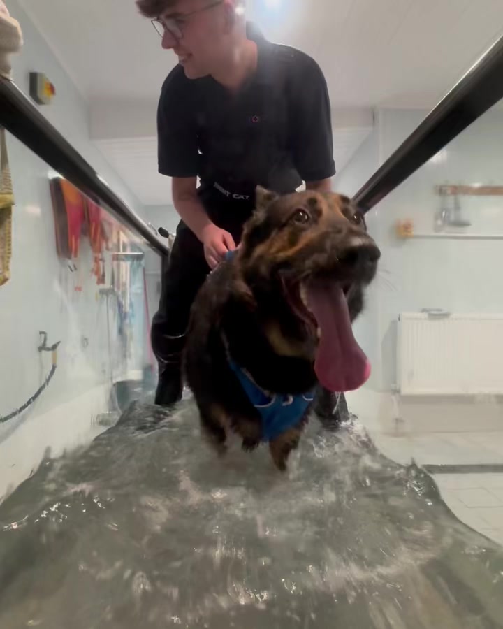 2025 Recap🐾💙
We started 2025 as Top Dog Canine Hydrotherapy and are ending the year as HS Canine Hydrotherapy. It’s been an amazing journey and one we couldn’t have done without everyone’s support.
Thank you so much to all of our wonderful clients, dogs, vets, and everyone who has been part of the journey this year. Your dedication to your pets has allowed us to grow as a business, and we are so grateful 🐾
We’re also thrilled to now be properly working alongside Laura from Paddock and Paws, giving us our very own little therapy centre. It’s such an exciting step and something we’re incredibly proud to offer.
We hope everyone has a great New Year and sticks to their New Year’s resolutions! 🎉🐾
To finish the year off, we also had a little awards night post😂🐾, celebrating some of the dogs and what they’re well known for in the centre because they all deserve a moment in the spotlight 🐶✨