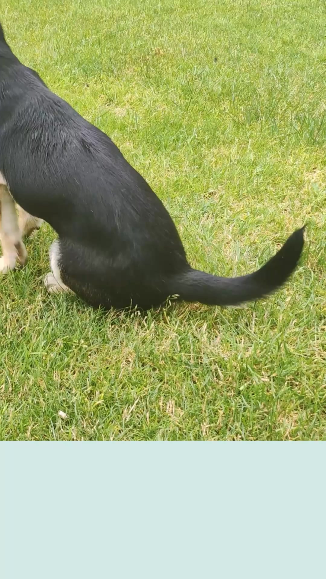 Se il tuo pet si gratta in modo insistente, potrebbe essere un’irritazione da parassiti
Quindi cosa fare?
✔️ Un controllo regolare del pelo e della cute
✔️ Un protocollo antiparassitario su misura
✔️ Protezione continua anche nelle stagioni più fredde
📞 Contattaci per una consulenza