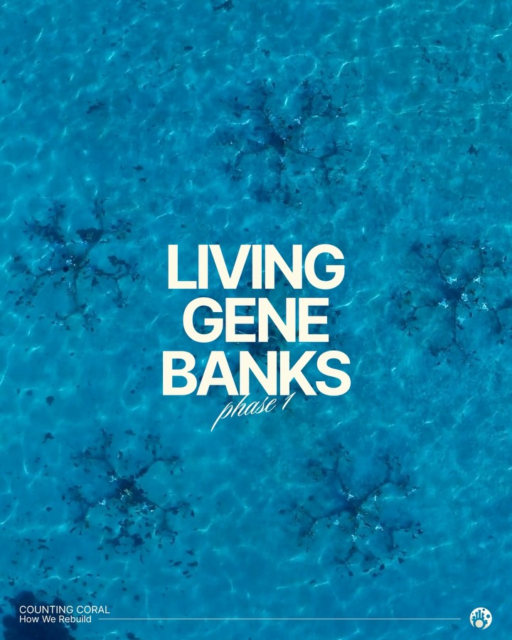 Reef restoration isn’t solely about planting more coral. It’s about protecting genetics, learning from resilience, and rebuilding reefs with systems designed for the future. We’re restoring reefs with intention, resilience, and scale. Just science-driven restoration designed to last.