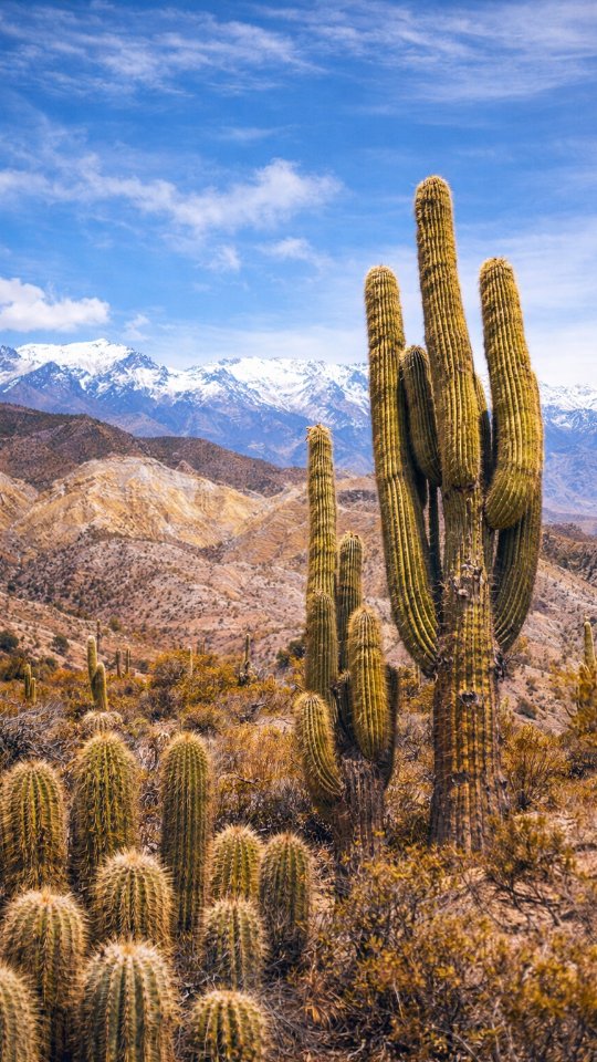 These are cardones in Parque Nacional Los Cardones, Argentina.
They grow about 1 cm per year, can live for hundreds of years, and their wood is still used today once the plant dies.
The closer hills are desert formations —
the snow you see far in the distance is the Andes Mountains.
#LosCardones
#ArgentinaTravel
#VisitArgentina
#AndesMountains
#HighAltitude
#DesertLandscape
#CactusForest
#NatureEducation
#SlowTravel
#TravelReels
#CinematicTravel
#EarthFocus