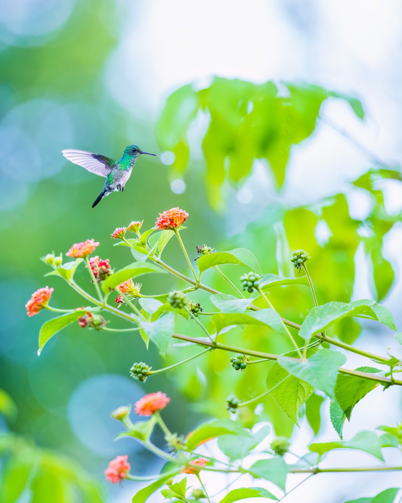 Overcast skies let the pastel tones of dawn linger a bit longer on our first morning in Guyana. I took a break from socials during our week there (highly recommend), but I’m now back and processing images so will be sharing more from this trip in the coming weeks.
☆
Blue-chinned Sapphire
☆
#bluechinnedsapphire #hummingbird #birdsofguyana #forestlover #2026