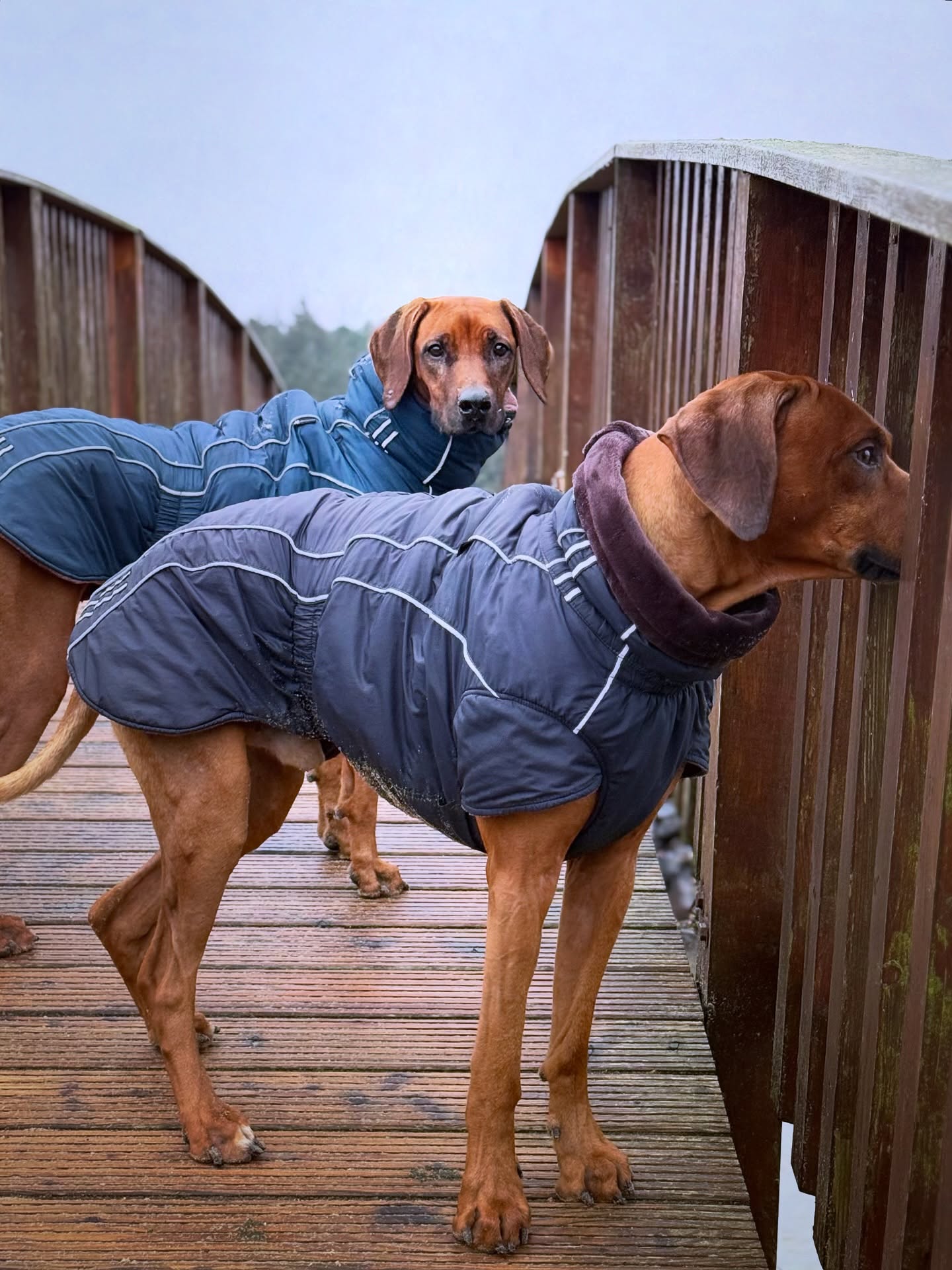 Einer sucht Abenteuer, die andere überlegt, warum wir nicht einfach auf der Couch geblieben sind…
.
.
#ridgeback #hundeliebe #🐶 #dogsofinstagram #rhodesianridgeback