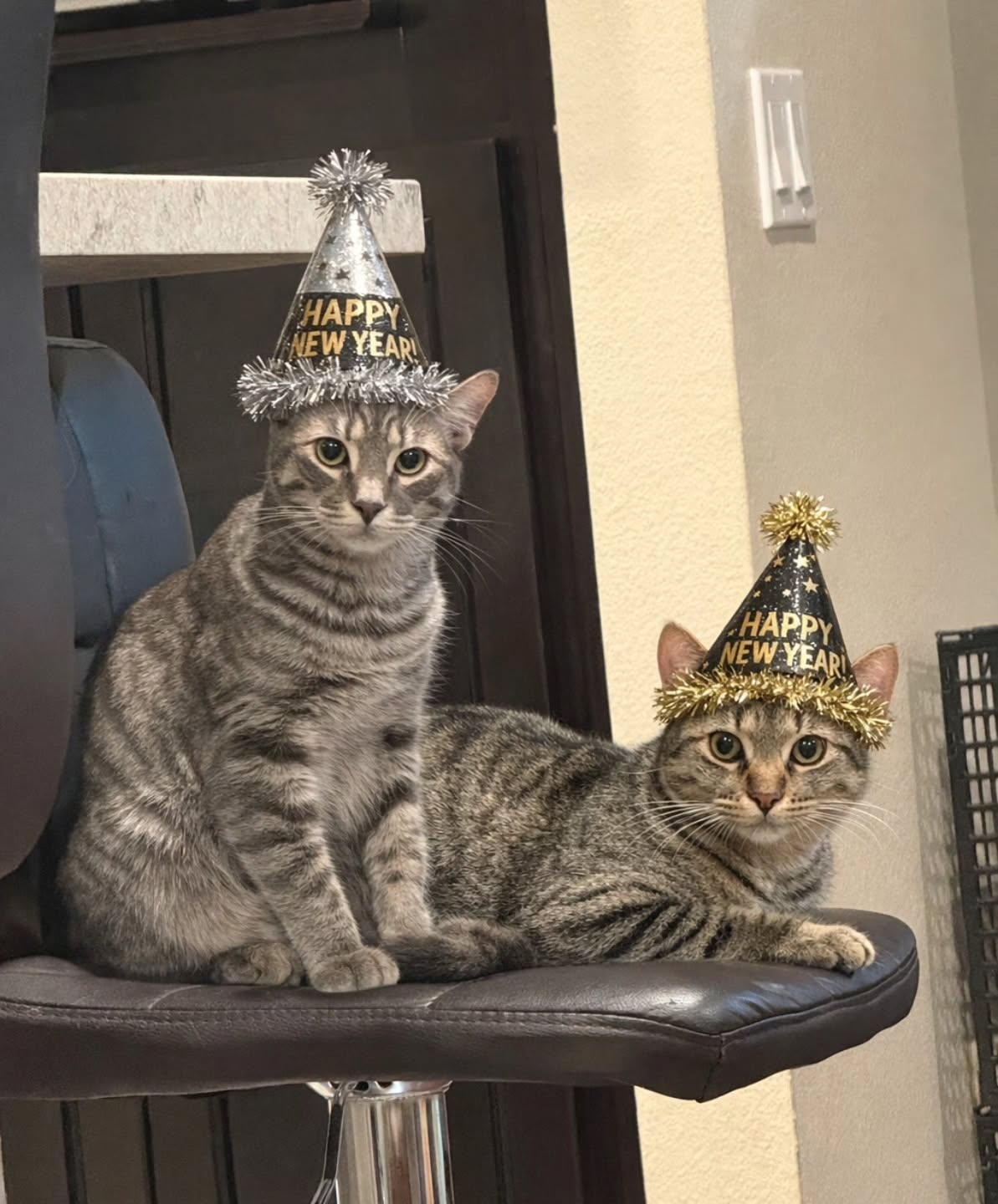 Happy New Year!!!! The cutest former residents Goose and Ice wish all of you the happiest year!!! Thank you for following! So much is in store for 2026! 113 kitties have been adopted so far! Step by step... warm loving home by loving home. Cheers!!!