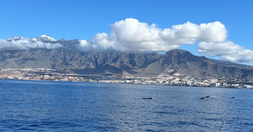 Closing the year surrounded by endless blue, breathtaking coastlines and Mount Teide rising from the sea. Grateful for this island, this ocean, and every journey shared.
See you next year, from the heart of the Atlantic 🌊✨
#SailingLife #EndOfYear #OceanViews #MountTeide #TenerifeFromTheSea AtlanticOcean SailboatLife LuxurySailing SeaLovers IslandVibes SunsetAtSea BlueJackSail