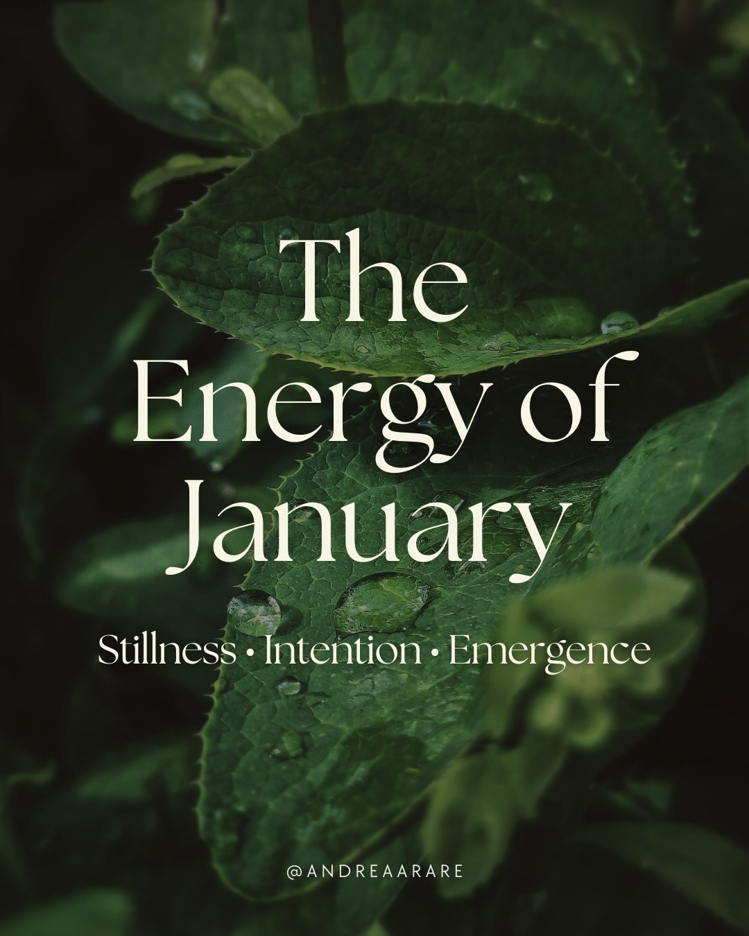 January opens the year quietly.
After the threshold of the Solstice,
the light has returned, but slowly.
The Earth is still resting, and so are we.
This is not the energy of instant momentum
it is the energy of setting roots.
January is not a sprint.
It is a sacred pause,
a time to choose your direction
before the world speeds up again.
Let your beginnings be slow.
Let them be intentional.
Let them be true.
Swipe ➡️ to explore the medicine of January!
#january #wheeloftheyear #cyclicalliving #newyear