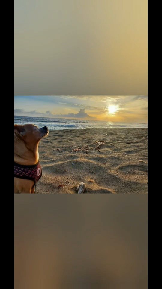 This video shouldve been posted in 2023 and its now 2025. I know the years are off but it took me this long to upload it. She was my special doggie and for everyone that has been thru this we all know no dog can replace them it was a special type of love.
My paw balms were made with love for Sally, but once she was gone i made them available for all doggies and the logo is Sallys own paw print #pawbalm #doglover