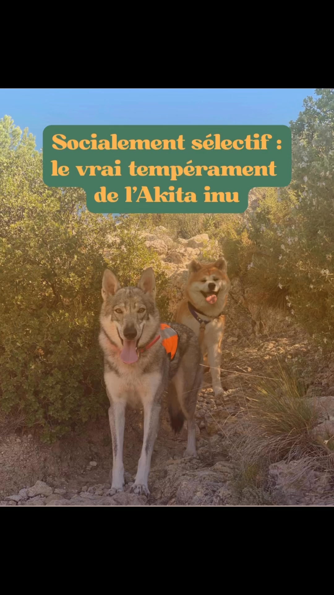 L’Akita Inu n’a pas besoin d’interagir avec tout le monde pour être équilibré.
Sa stabilité vient de la sélection, pas de la sociabilité forcée.
Respecter sa distance,
c’est respecter sa nature.