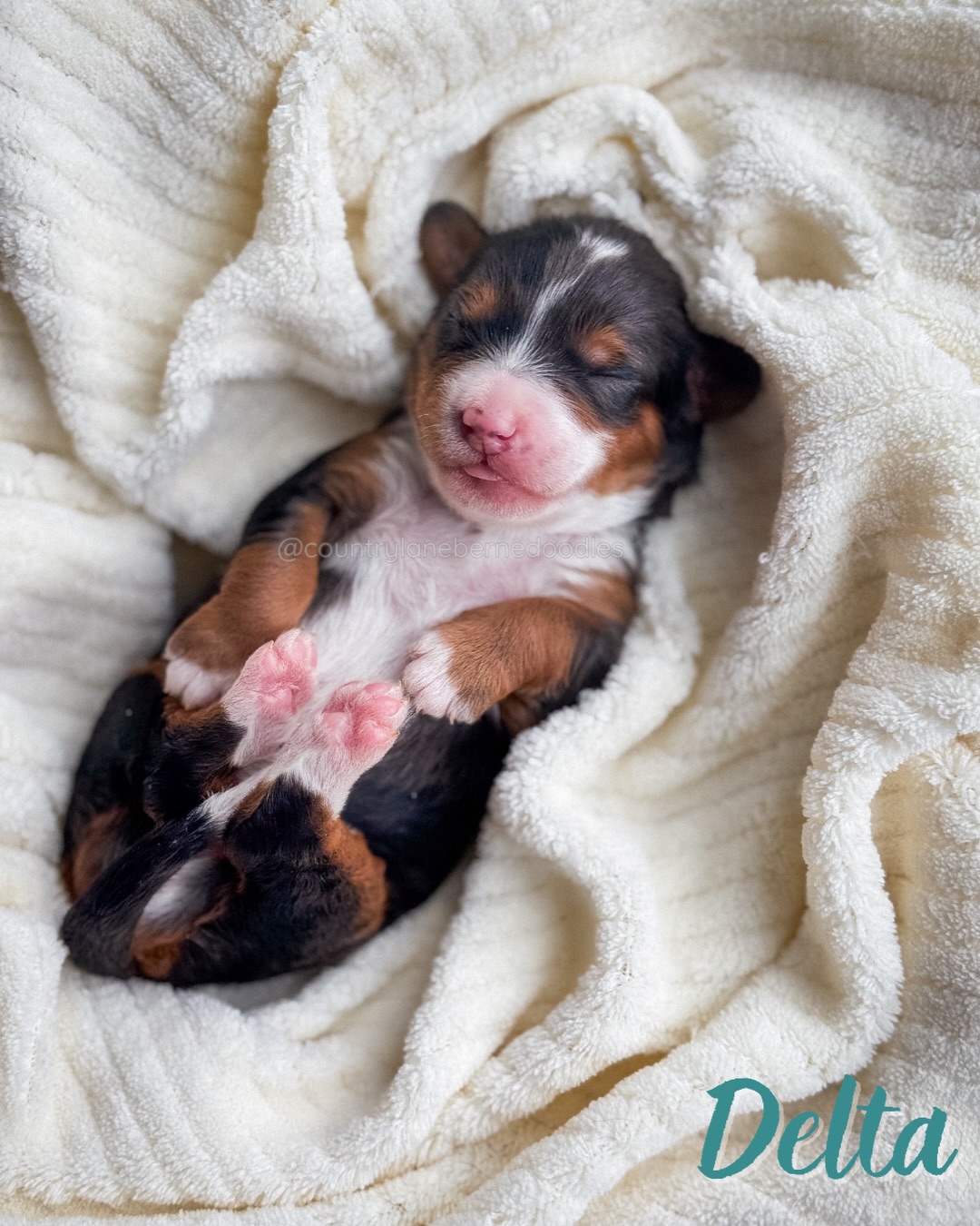 โจ ๐๐๐ ๐๐๐ข ๐๐ ๐๐ ๐๐๐ ๐๐๐๐๐๐๐ข โจ
Meet Hazel & Tuckerโs โJoy in the Journeyโ litter of tiny Bernedoodles ๐พ
These sweet babies are 1.5 weeks old and already reminding us that the best things in life arenโt rushed, theyโre intentionally grown, one tiny step at a time ๐ค
Growing stronger each day, their journey is just getting startedโฆ and theyโll be ready to head home right before Valentineโs Day ๐ The sweetest little love story if you ask us.
โจ We do have spots available in this litter! โจ
If youโve been dreaming of a tiny Bernedoodle to join your family, now is the time. Applications are open on our website.
We canโt wait to keep sharing this journey with you ๐ซถ