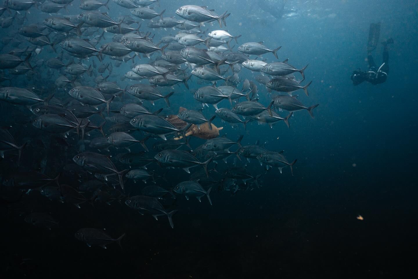 Patterns in nature. ✨
These days, underwater photography has become VERY saturated.
We are all taking and sharing the same photos, ticking off the same subjects, and the same angles. It’s becoming more and more difficult to find unique perspectives or styles.
One of my favourite diving experiences is when there are large schools of fish. They help create unique and mesmerising patterns.
It doesn’t matter how many times I dive Julian Rocks, everytime there is always something new and special put on display.
Thank you @blueseafaris for the epic trip