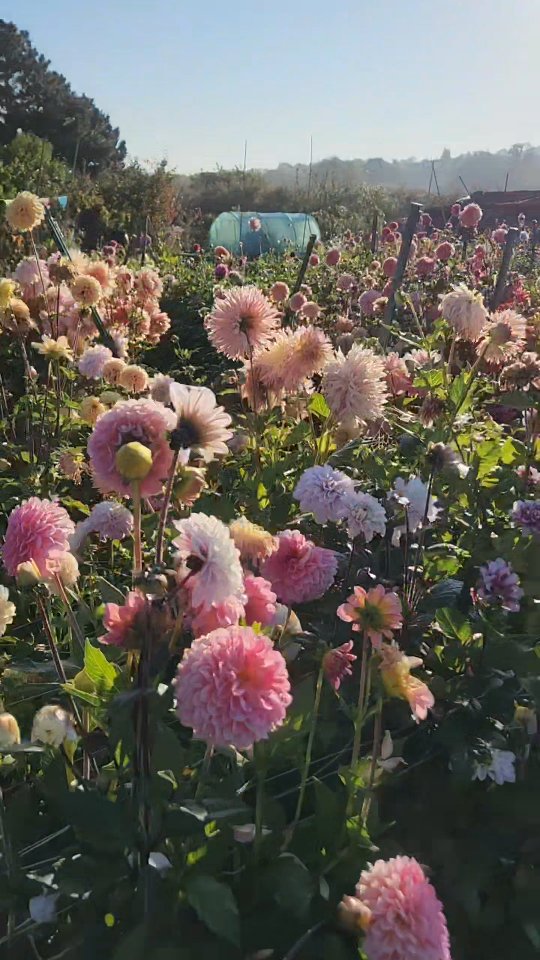 Dahlia seeds donât need all year.
We just want all year. đ€·đŒââïž