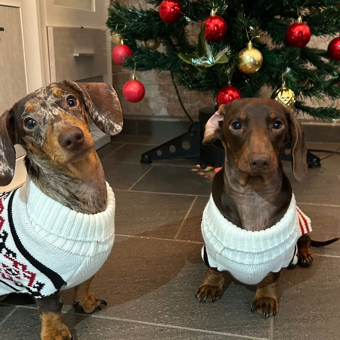 ✨🐾 ¡Feliz Año 2026! 🐾✨
Gracias de corazón a todas las familias que este año han confiado en nosotros, que nos han abierto la puerta de sus hogares y de su vida para dar la bienvenida a un nuevo compañero 🐶❤️
Cerramos el 2025 con gratitud, aprendizaje y mucho amor por lo que hacemos 🤎❤️🤎
Abrimos el 2026 con ilusión, compromiso y las mismas ganas de siempre de seguir haciendo las cosas bien, con respeto, cuidado y dedicación.
Que este nuevo año venga cargado de salud, alegría, momentos inolvidables… y muchas colitas moviéndose 🐕✨
💛 Gracias por estar ahí.
Feliz 2026 de parte de todo nuestro equipo.