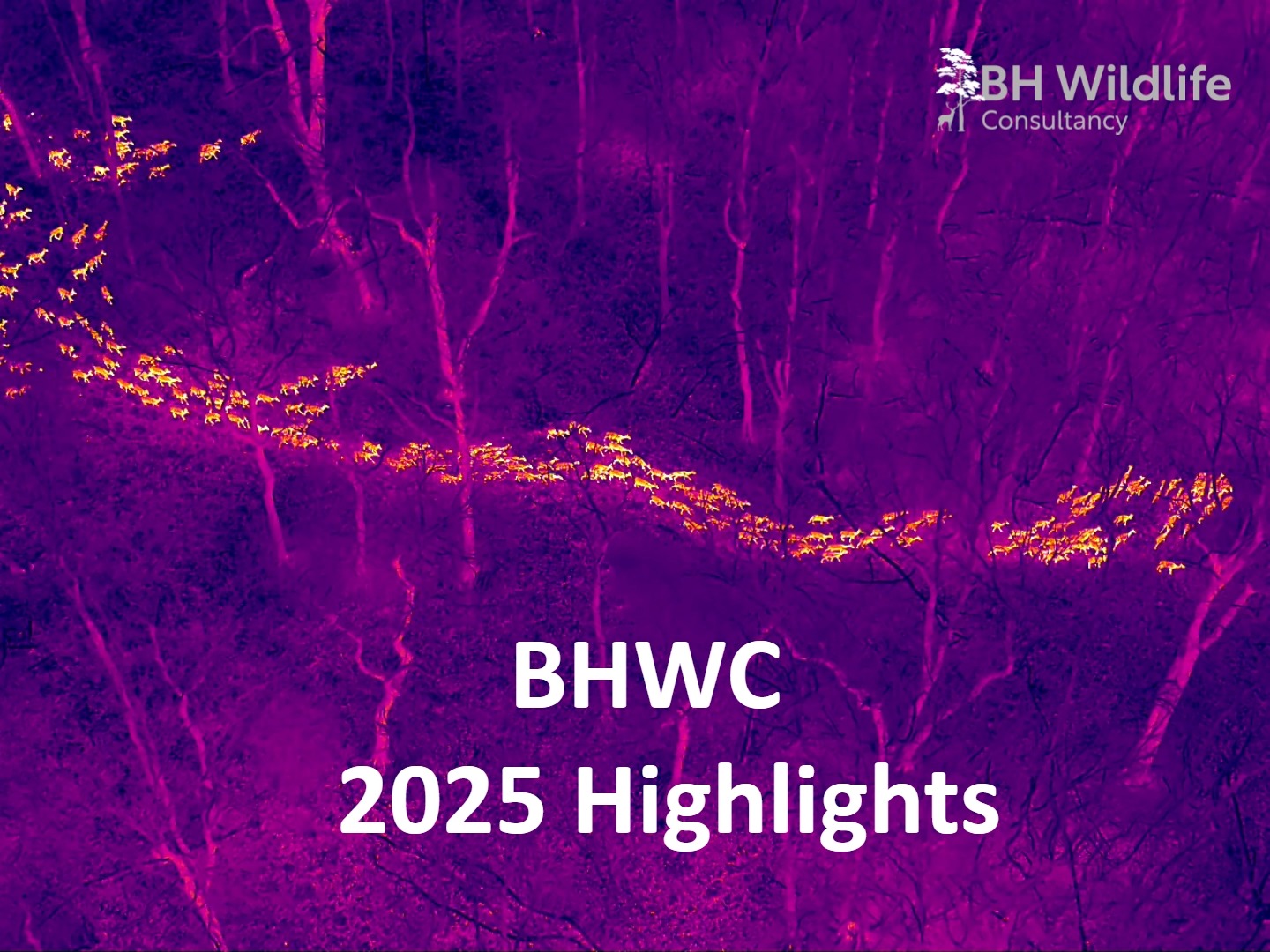 As 2025 draws to a close, we’re grateful for unforgettable wildlife moments our team has had the privilege to witness across the UK and Europe. Wishing everyone a happy and healthy New Year when it comes!
#HappyNewYear