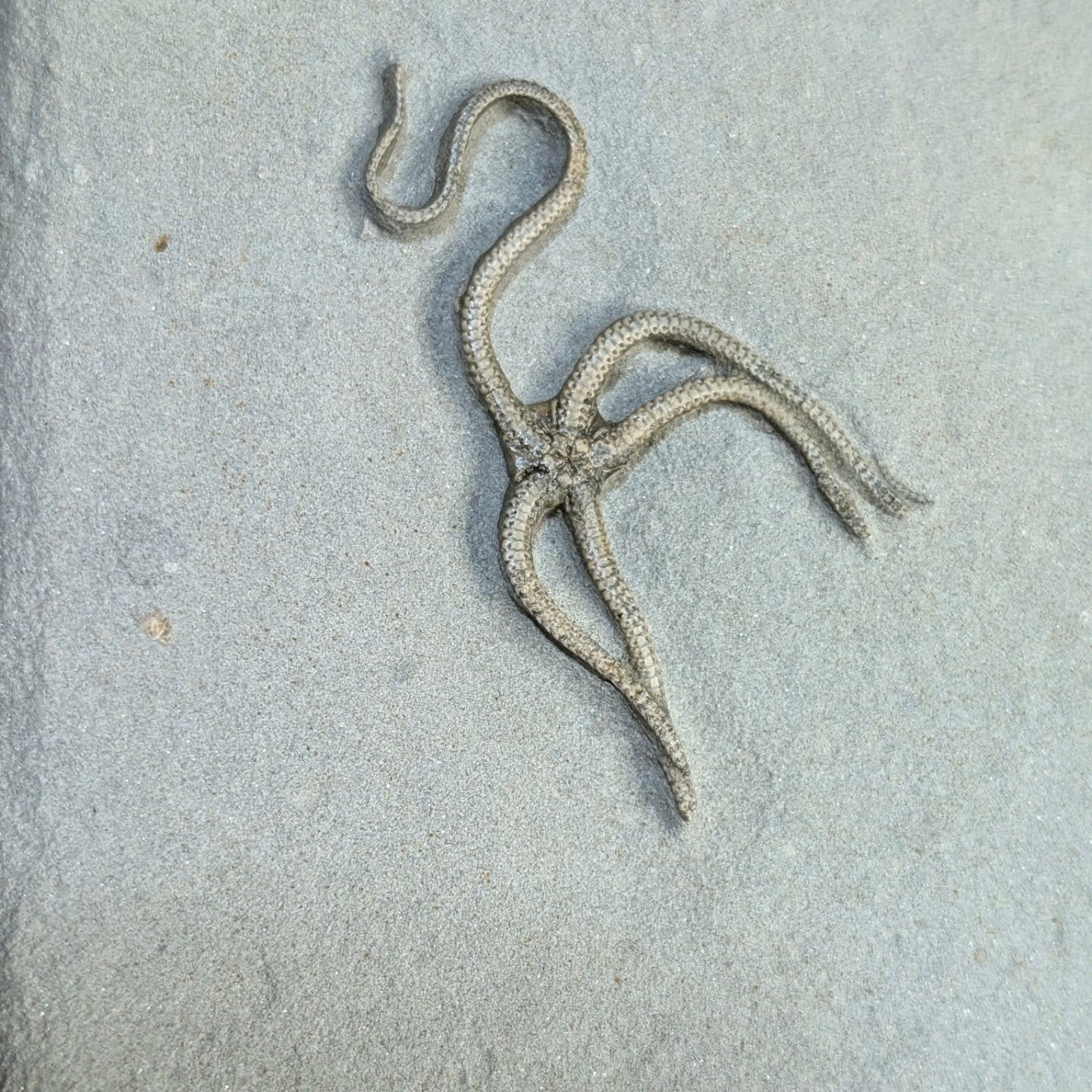 Here's to wishing everyone a Happy and fossiliferous New year! With a superbly detailed Paleocoma ergertoni brittle starfish from the Jurassic coast. The fossil starfish from this locality look like they are still gliding along the sea floor with their gentle tentacular appendages. This one measures just over 5cm across. #FossilLovers #Paleontology #JurassicCoast #FossilHunting #fossils