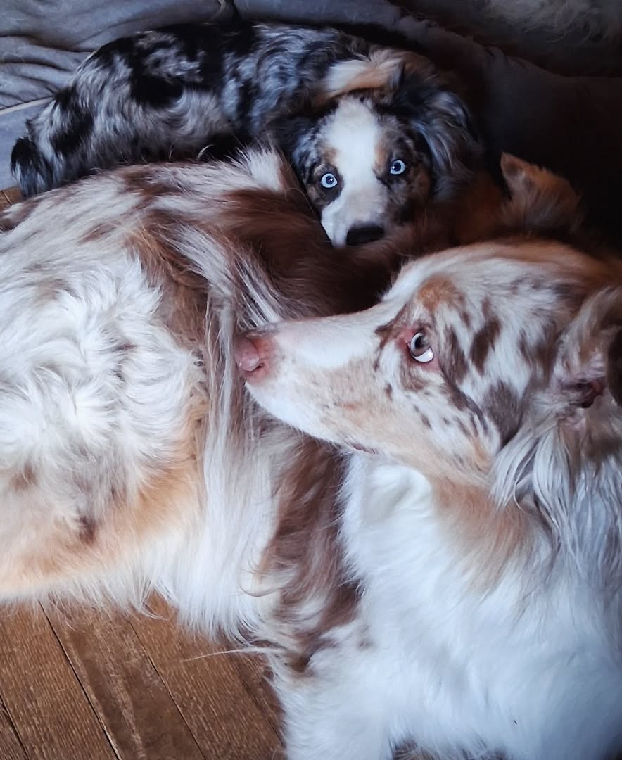 Mimzy loves her Lily pillow 🥰 💛🐕💛🐕💛
#dogs #dogsofinstagram #foreverhome #maine #australianshepherd