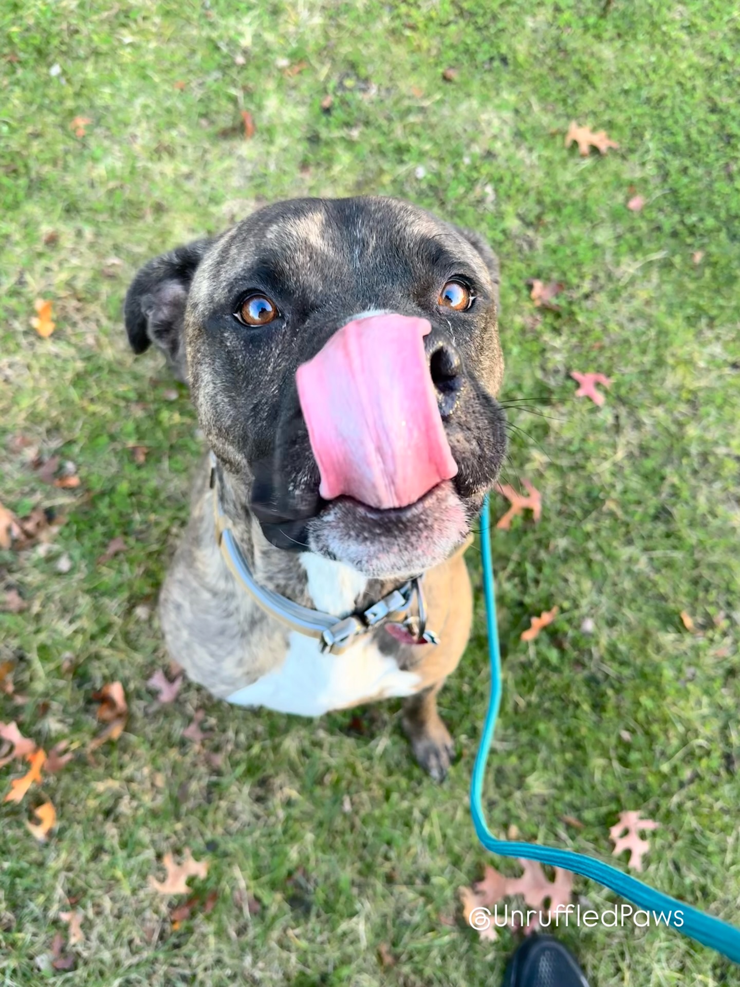 Mmm 😋 boogers 🤩
#WMADukeOfHastings #UnruffledPaws #DogTraining #BoardAndTrain