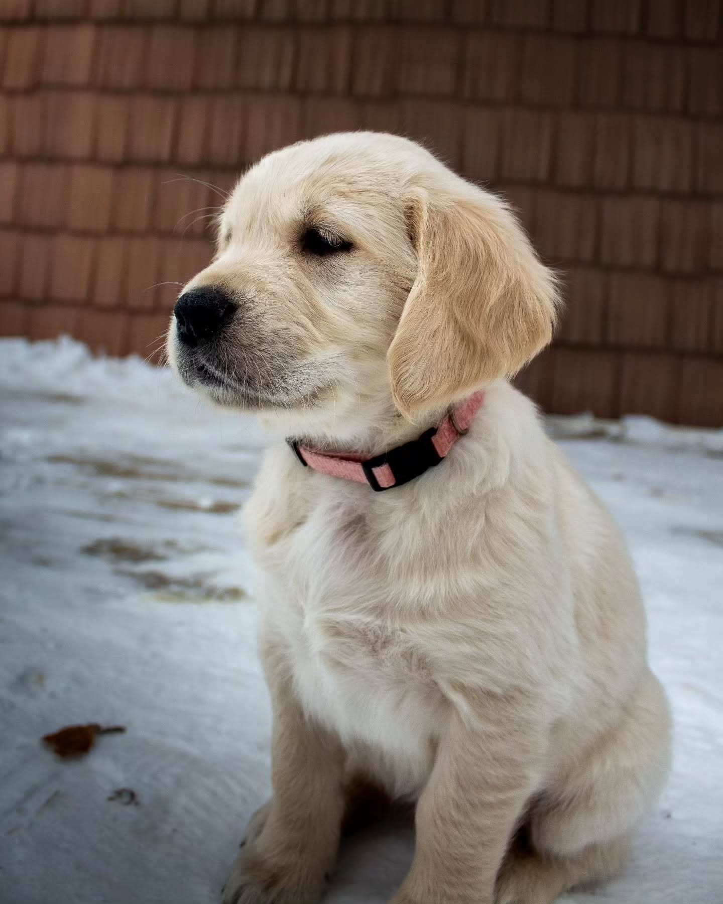 Meet Maggie ๐ฉท
Maggie was the first pup to meet her new family today!
Just over a week until the pups go to their new homes.
#goldenretriever #goldenrootacres #goldenretrieverpuppy