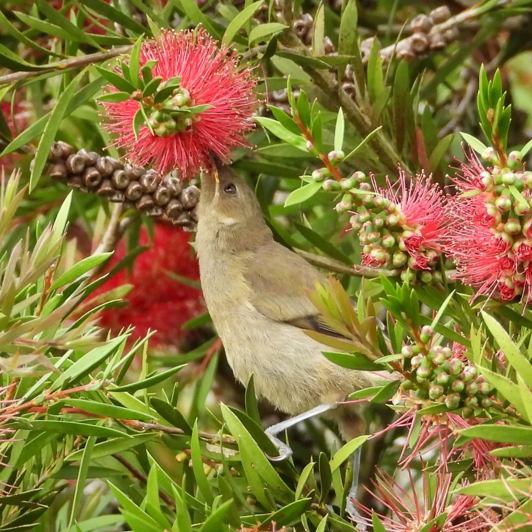 A young Bellbird in the bottlebrush
#karameabellbird #bellbird #Karamea #karameawild #newzealand nzlife nzwildlife wildnz southisland nzsouth southislandnz westcoastnz nzwestcoast tewaipounamu paradise umere arapito littlewanganui birdsnz nzbirds wildsouth kohaihai oparara birdshots birdphotos wildlifenz Aotearoa nzfauna nzflora