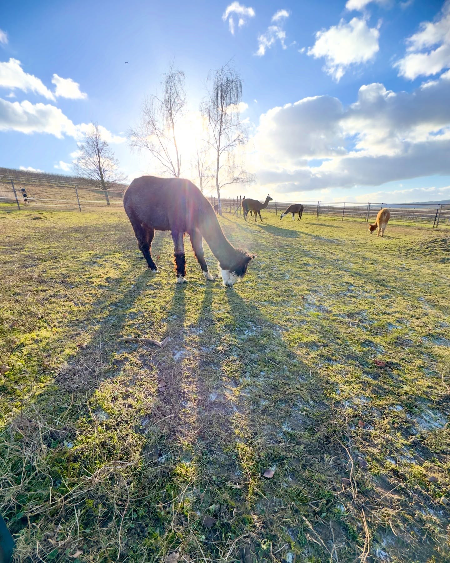 ☀️
Hallo ihr Lieben! 🫶
Wir grüßen euch mit Sonnenschein und guter Laune!
🌺🫏🦙🦙🫏🦙🦙🫏🦙🦙🫏🦙🦙🌺
Laufen bei euch schon die Silvestervorbereitungen?
Das ist ja immer eine Nacht, in der wir Tiere die Welt nicht mehr so recht verstehen 🤦♀️
Ein dreifach Hoch 🍾🥂dem, der nicht böllert wie verrückt!
Lasst es euch gut gehen und passt auf euch auf 🍄🍀🐞
🫶lichst, 🫏🦙 die Jungs 🤗
#selztallamas #stadeckenelsheim #rheinlandpfalz #rheinhessen
#rheinhessenliebe #mainz #firmenevent
#niederolm #wandern
#wandernmachtglücklich #lamas #wandernmitlamas #alpakas #wandernmitalpakas #esel #wandernmiteseln #outdoor
#draussenzuhause #begegnungshof
#begegnungshofselztallamas
#menschundtier #tieremachenglücklich #achtsamkeit #glücklich #ausflug #teamevent #afterwork #gutscheine
