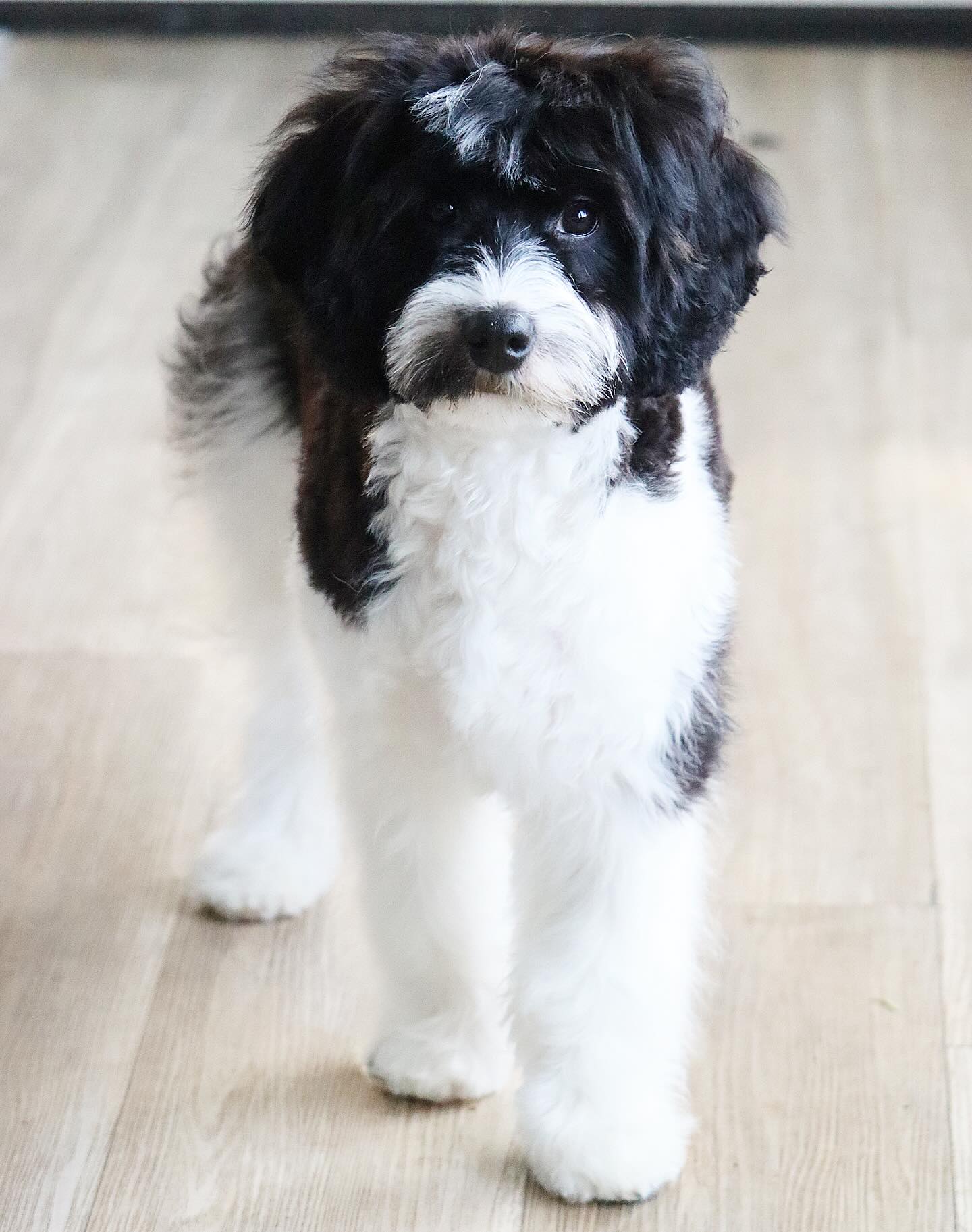 Sweet Bash! He’s on our available puppies page and ready to go! #LKBernedoodles