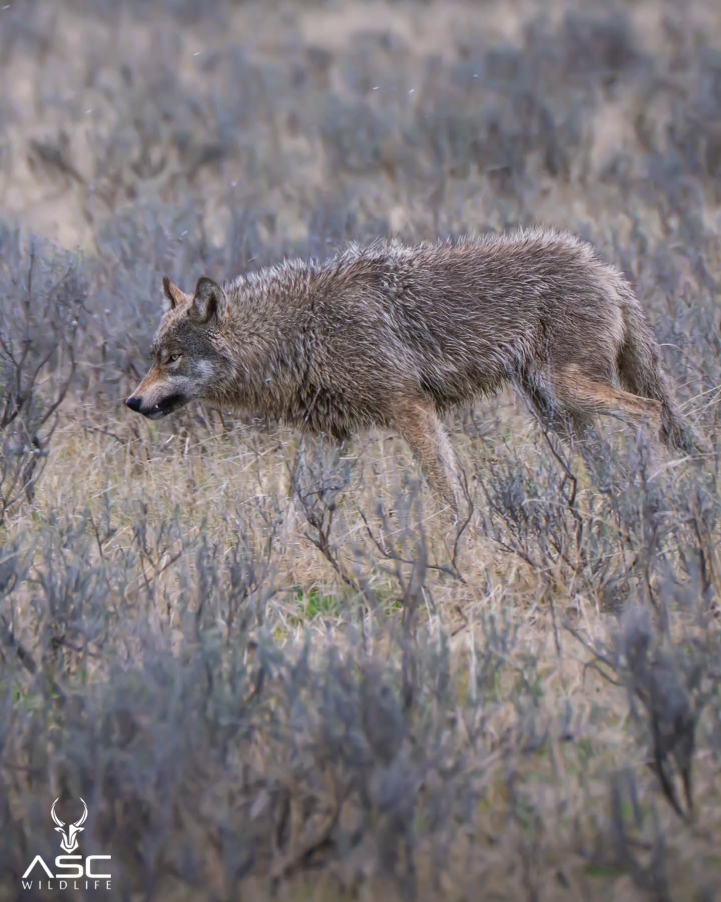 Gray wolf in Yellowstone making his way through the sage. One of the most exciting days of 2025.
Hope everyone is having a good start to their new year. Today's my dad's 74th birthday going to take him to Erie with my mom for dinner at Longhorn Steakhouse after doing some errands. I've been feeling under the weather the last few days so hopefully getting out of the house and a good meal will be be a good remedy.
Looking forward to a new chapter coming for 2026. 🙏
Photography by @ascwildlife Adam S Casbohm
.
.
.
#graywolf #yellowstone #wildlife #wyoming