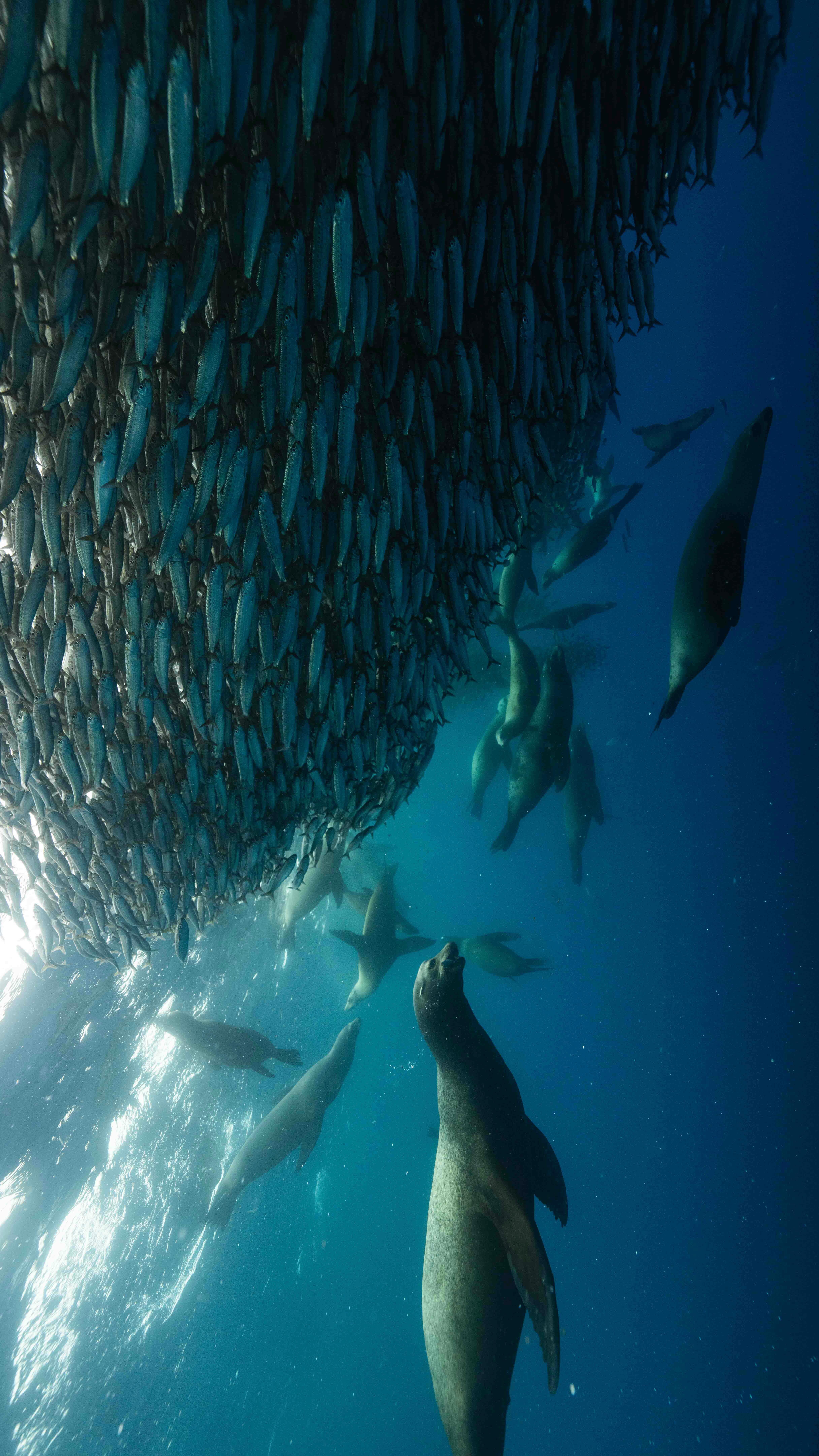 Sea lions of Baja, cleaning up a large ball of sardines!
#sealions #baitballs #sardines #oceans #wildlife #nature #underwaterphotography #diving