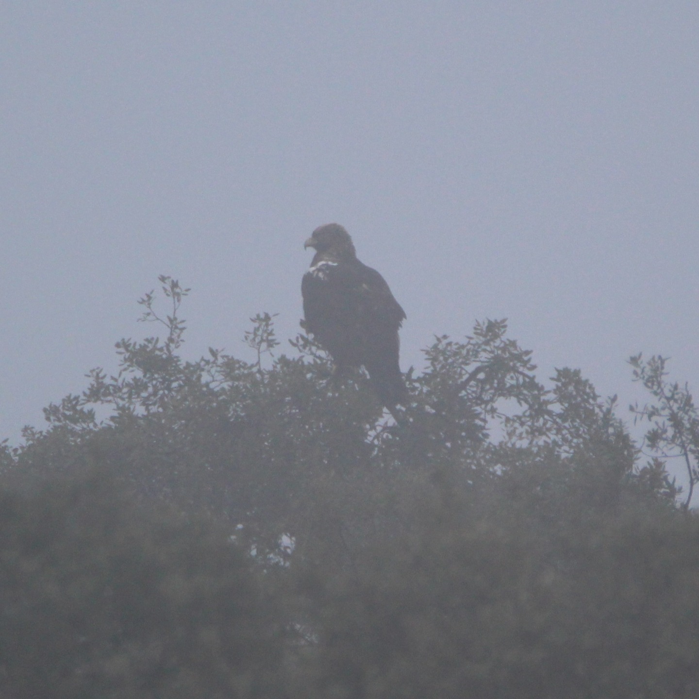En las actividades de naturaleza intervienen muchos factores, como la meteorología o el comportamiento de la fauna, pero hay algo que marca la diferencia por encima de todo: la experiencia y la calidad del entorno en el que se desarrollan las actividades.
Durante la jornada de hoy hemos visitado algunos de los enclaves más destacados del Parque Natural Sierra de Andújar y el Valle del río Guarrizas, con observaciones de ciervos, gamos, muflones y cabras montesas, además de tres águilas imperiales ibéricas, cernícalo vulgar, perdiz roja, roquero solitario, milano real, buitre negro o ganso del nilo, entre muchas otras especies de aves ligadas a medios forestales, dehesas y olivares. También hemos seguido unas huellas de tejón que nos condujeron a mitad del monte.😂
Como cierre de la jornada, observamos un macho de lince ibérico recorriendo parte de su territorio, permitiéndonos una observación preciosa con el telescopio, a la luz del atardecer.
La combinación del Parque Natural Sierra de Andújar y el Valle del río Guarrizas es un claro ejemplo de ello y uno de los mejores destinos para la observación de fauna ibérica en libertad en la provincia de Jaén.
¿Te vienes de safari?
www.lyncisecoturismo.com
lyncisecoturismo@gmail.com
(+34) 603 90 74 35