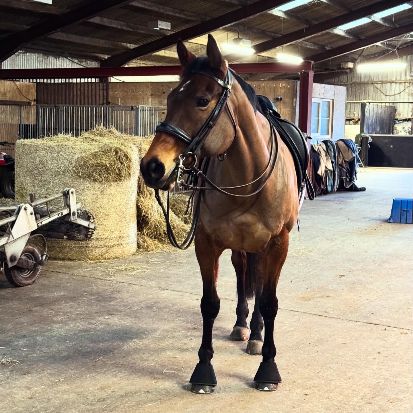 Happy New Year š“
And happy17th birthday to my bestest girl Miss Abbie
Your horse has no interest in resolutions.
They donāt need you to reinvent yourself ā
they just need you present, honest, and trying.
So this year, the year of the horse, forget the pressure to be ābetter.ā
Focus on showing up, doing the work consistently and making choices that serve both of you.
Thatās where progress actually lives.
2026.
Letās get cracking team!
ā Katie