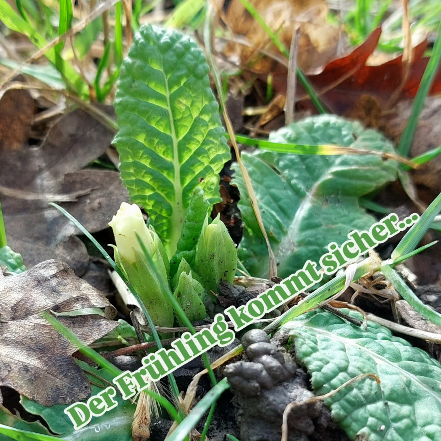 Die Primel weiß es bestimmt. Der Frühling kommt sicher.... bald!?
Wir werden sehen. Ich genieße noch die Kälte des Winters.🥶
Sie konzentriert alles auf einen Punkt im Inneren. Ganz nach der Energie der Jahreszeit.
Um dann im Kreislauf von neuen aufzusteigen. Hinaus. ☯️
Diese Primel ist bereits eine Vorbotin des aufsteigenden Yang... und zeigt wie es geht.
🤔 Aber a bissl früh dran is sie schon, oder!?
Hast du auch schon Frühlingsboten entdeckt?
#frühlingsboten #verenas_pflanzentanz #naturenergie #naturfreuden #primel