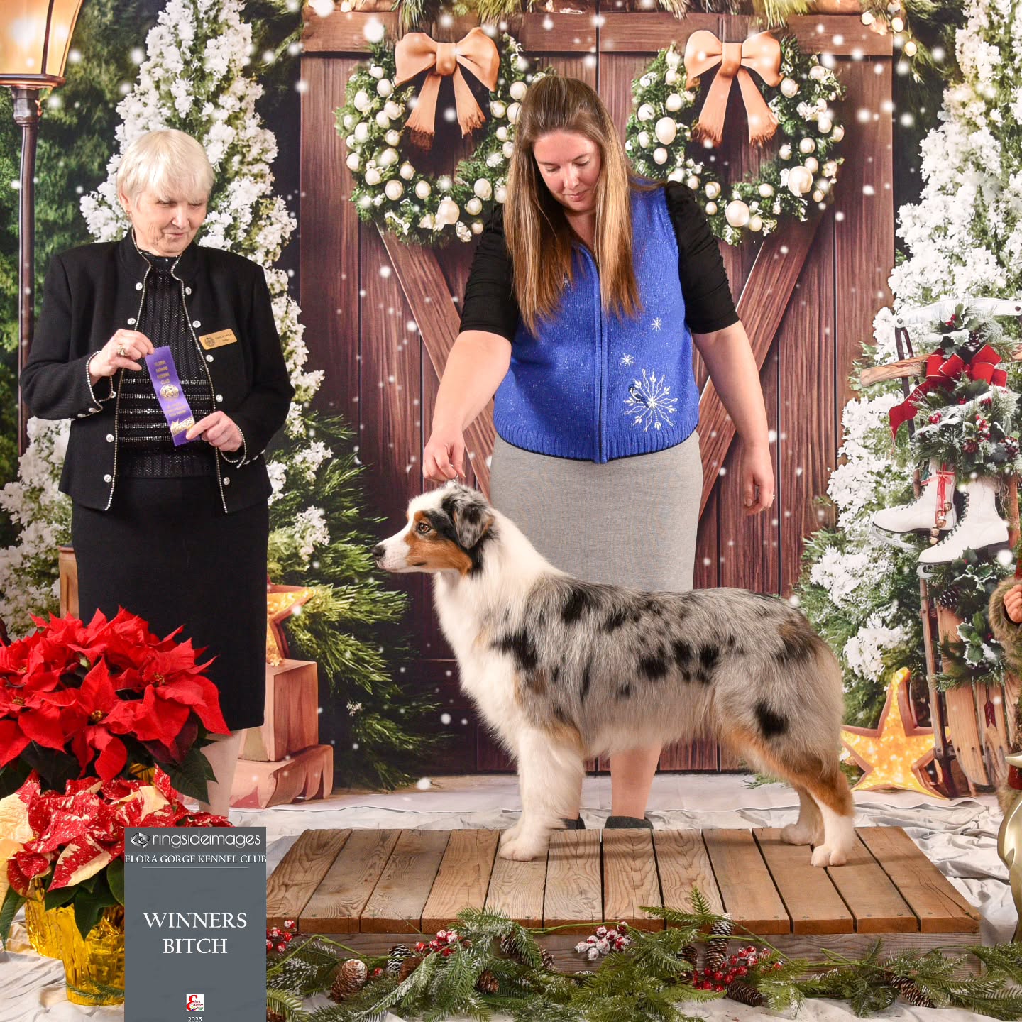 Stonehaven Bayshore Secret Treasure - Pearl
Finishing out 2025 with 7pts towards her Canadian Championship. We can't wait to see what big things are in store for our girl Pearl๐ฆช in 2026!
๐ซถ๐Thank you to the judges who found her this weekend at the Elora Gorge Kennel Club Show - Darle Heck and Anna Hewson ๐๐ซถ