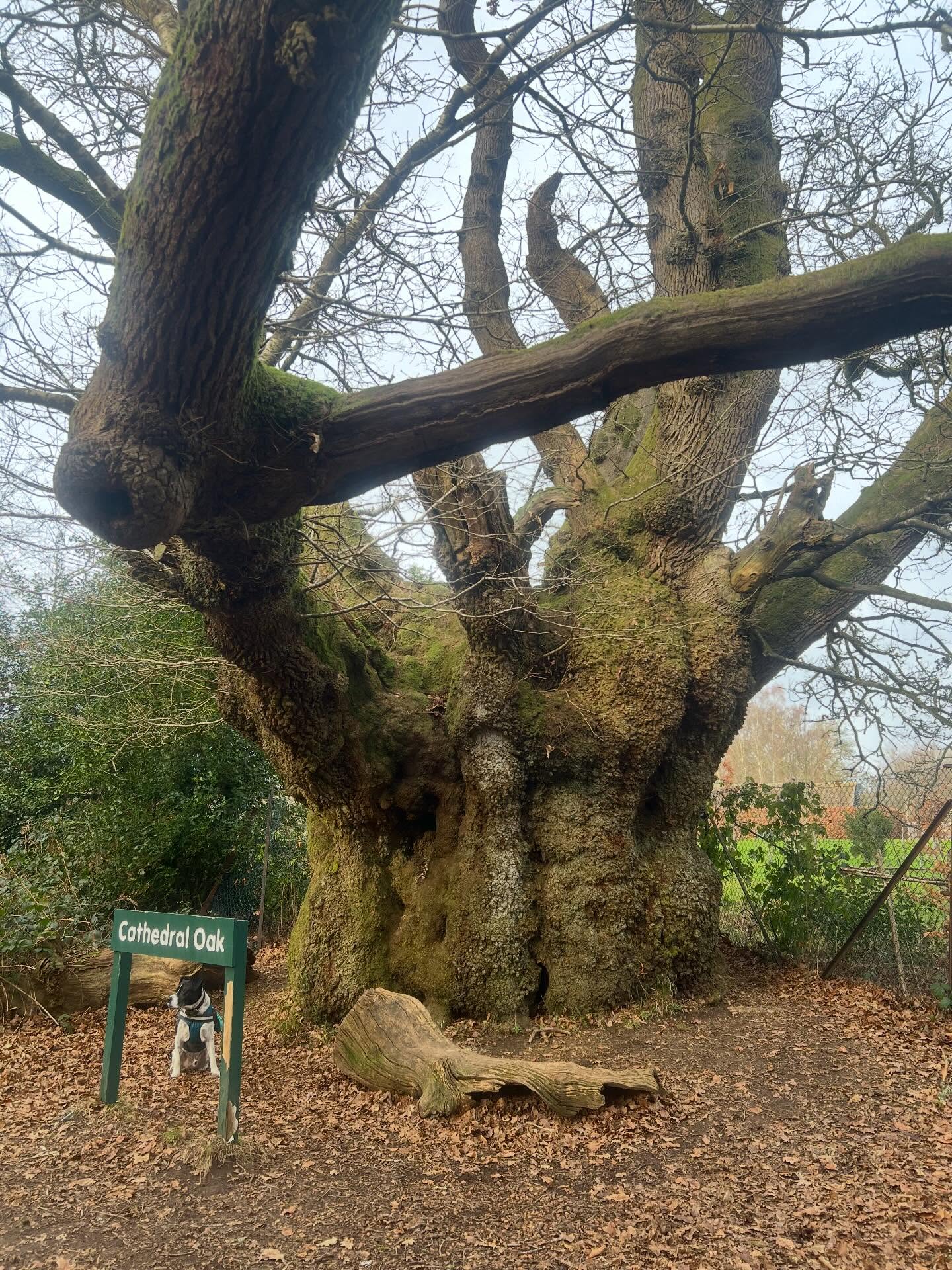 It’s always hard to show the sheer scale of the these #huge #veteran and #ancient #trees #savernake