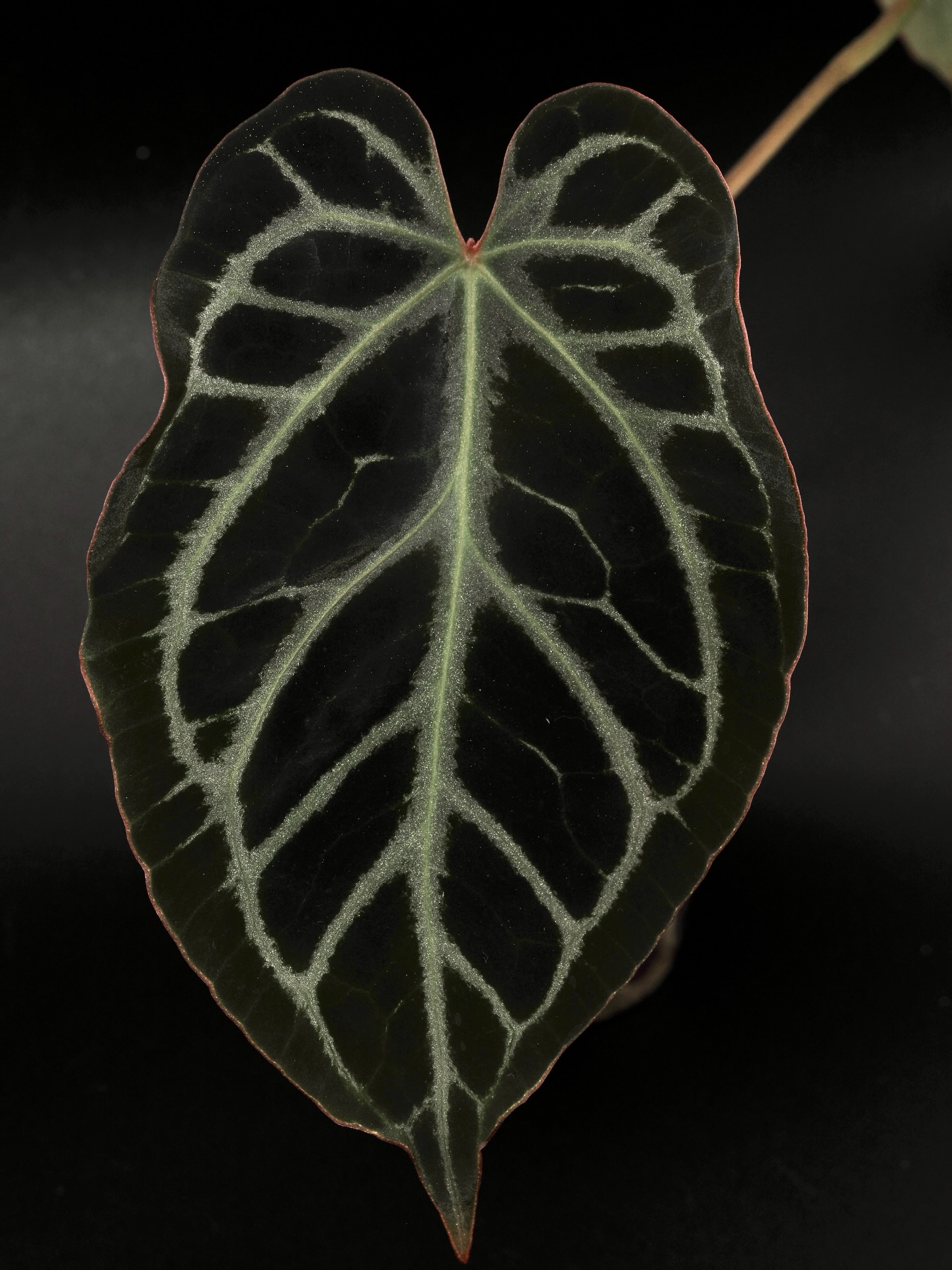 Reflecting on this year, and I’m so grateful to have met wonderful people in this community. I look forward to meeting more of ‘my’ people, and seeing what we can accomplish together!
2025 and the last few years have brought some of the hardest seasons of my life, but a ton of good has also happened, and so I’m incredibly grateful for those very hard lessons, learning curves, traumas - whatever you may call them.
I don’t usually make new years goals, but it seems appropriate this time around. Some goals for the next year
🌿 Own my fitness and get back in shape
🌿 Give back to the horticulture community
🌿 Complete my Associates in Science of Horticulture
🌿 Expand my photography to work with botanical gardens, forest preserves, and private collectors
🌿 Continue to make family a priority
🌿 Spend more time outdoors in the fresh air
🌿 Create hybrids with intent, documenting them along the way and noting observations.
I was going to post several photos from my collection, but this seemed like the perfect one. I took a chance on a one leaf seedling back in January! Yes, January. I saw it crash a couple of times, because well, sometimes life gets busy, and you can’t keep up with watering. With some dedicated love…..now she’s persevering!
Life is kind of like that. Be gentle on yourself in all seasons. Remember we are all wandering around trying to figure this shit out, and if you face plant a couple times, you’ll be alright. Will you have a broken nose? Maybe. But you’ll heal.
Cheers to us! May love, patience, and understanding find you in all your relationships, in all your hardships, and all your wins! 🥂
🧬 (Pink Lemonade x Red Crystal) X Red Crystal
👨🏽🔬 @coralstropicalplants