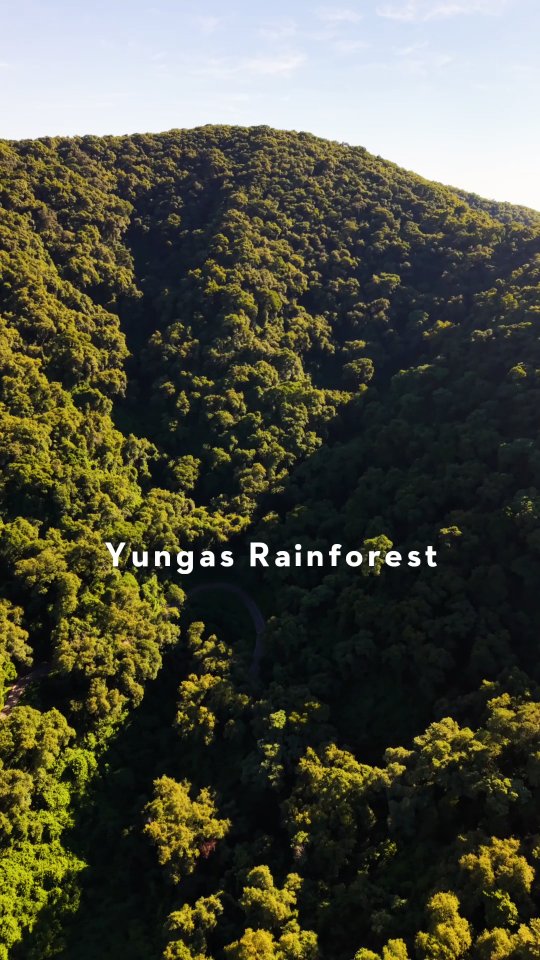 We left Salta and spent nearly two hours driving through the Yungas Rainforest.
Dense green jungle, winding mountain roads, and nonstop vegetation before everything changed.
Heading north, the rainforest slowly disappeared and the landscape transformed completely.
Northern Argentina always keeps you guessing.
#YungasRainforest
#NorthernArgentina
#SaltaProvince
#JujuyProvince
#ArgentinaTravel
#SouthAmericaTravel
#RainforestRoad
#EpicRoadTrips
#ScenicDrives
#HiddenArgentina