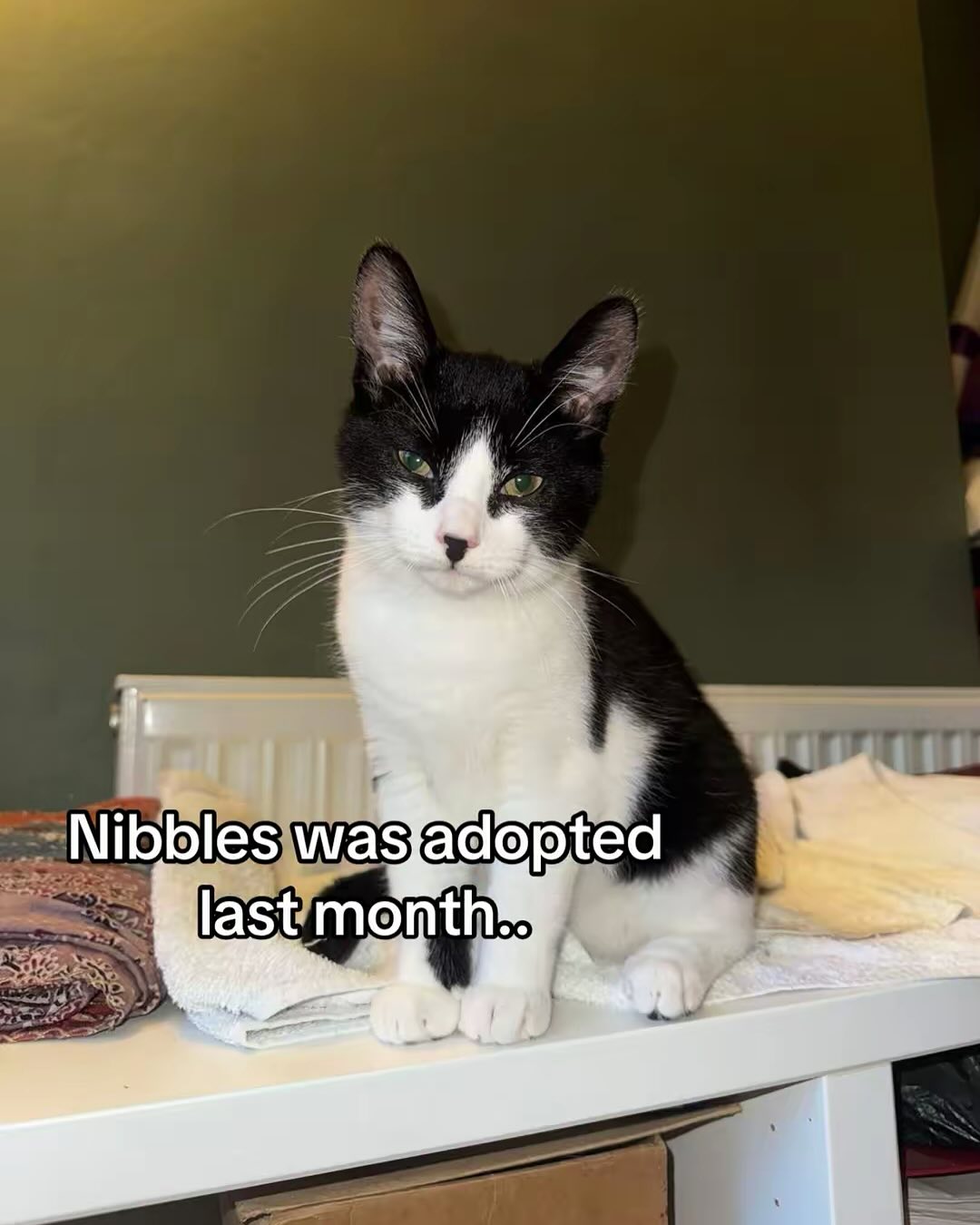 Last month Nibbles was adopted after being given away on social media & way too young to be without his mom!
Look at his nose 🥹🥹
#rescuecats #rescueanimals #cat #cattok #fyp #catrescue #adoptdontshop #leftpawcatrescue #catsoftiktok #kittensoftiktok #adoption #southbirmingham #birmingham