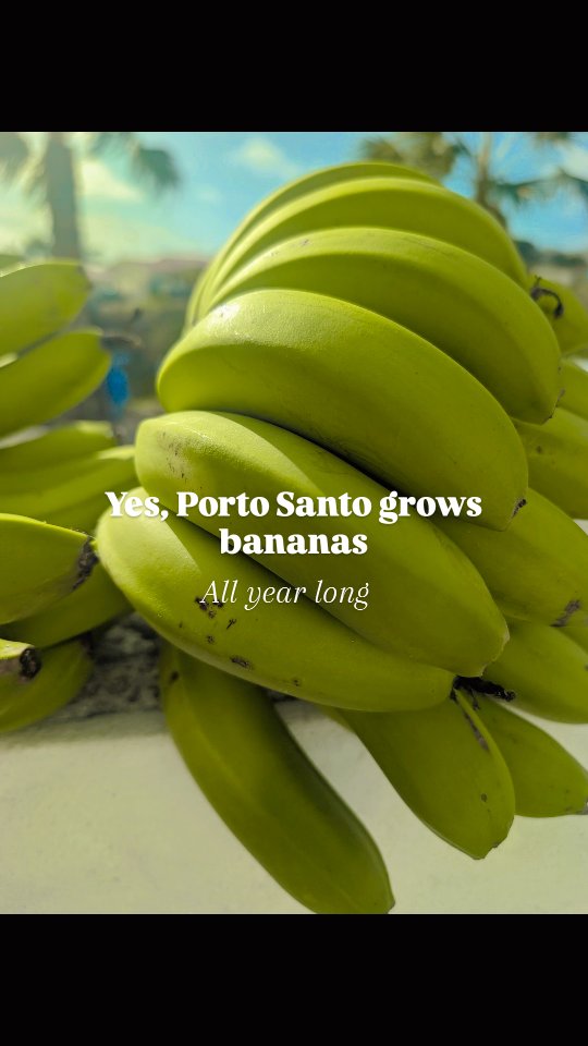 Yes, we grow bananas @Porto Santo.
#harvest #locals #banana #portosantoisland❤️ #howtoportosanto #portugal #portosanto #amazing #tasty