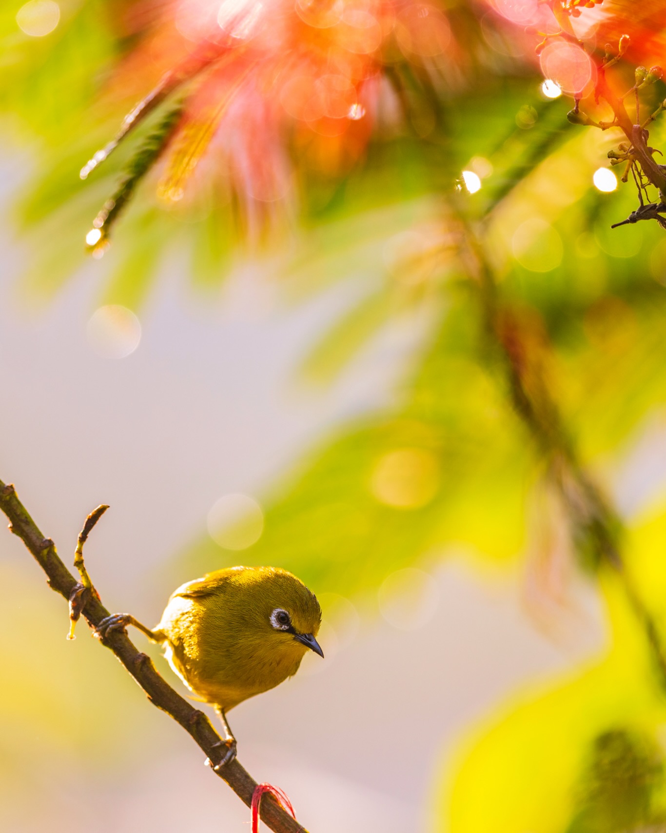 Resistance takes many forms. No matter the scale, all threads of resistance matter. Silence is compliance, and authoritarianism thrives on it. If something doesn’t sit well with your conscience, reject it. Whether it is a product, a thought, or a cheap excuse for a leader.
☆
Green White-eye
☆
#zoesterops #greenwhiteeye #visituganda #uganda #whiteeye