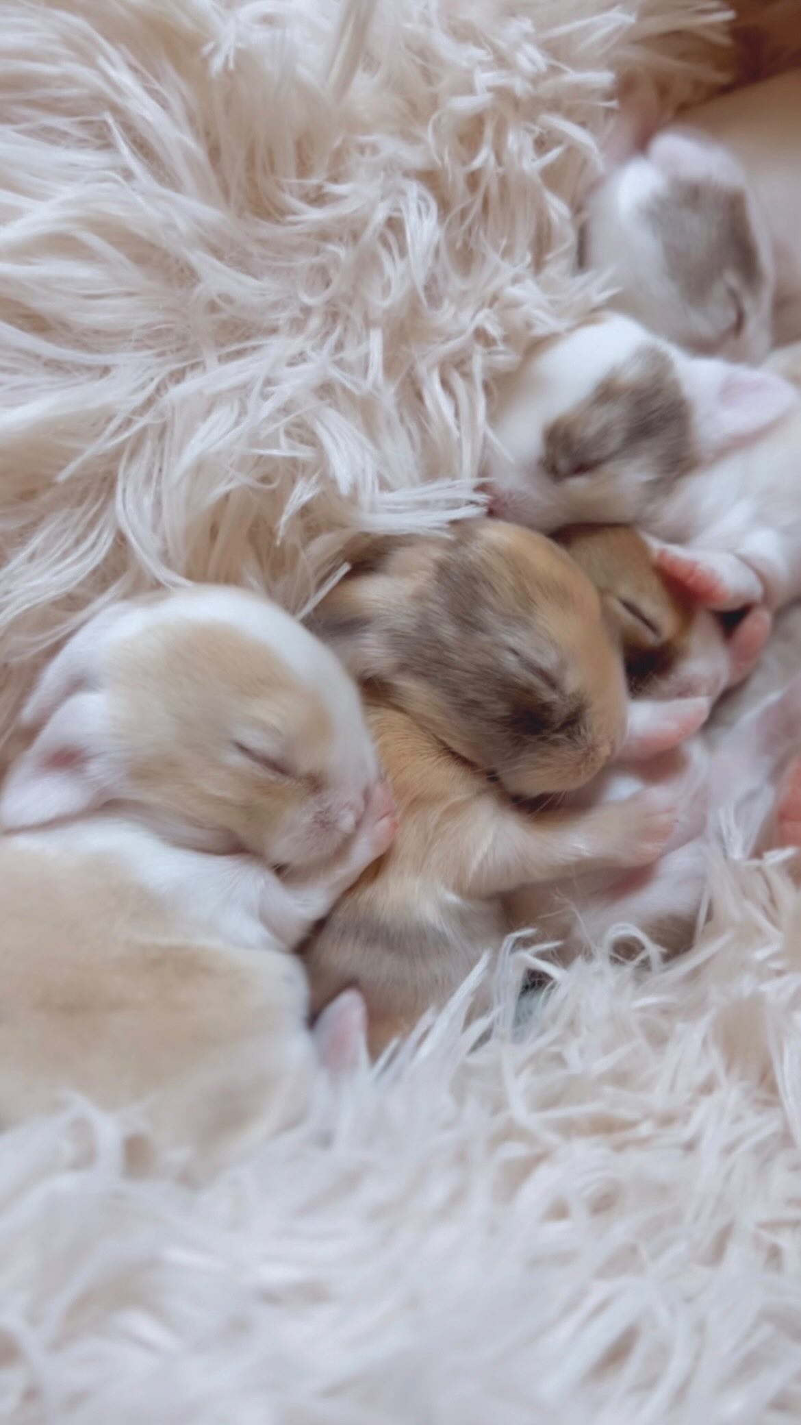 Our holland lop litter at 9 days old 🤍 Eyes will begin opening soon and their personalities will start to shine.
Raised with care, patience, and hands-on love at our family run rabbitry. For more information about our bunnies or adoption process, clink the link in bio.
#hollandlop #ethicalbreeder #babybunnies #fluffybunny #adorablepets